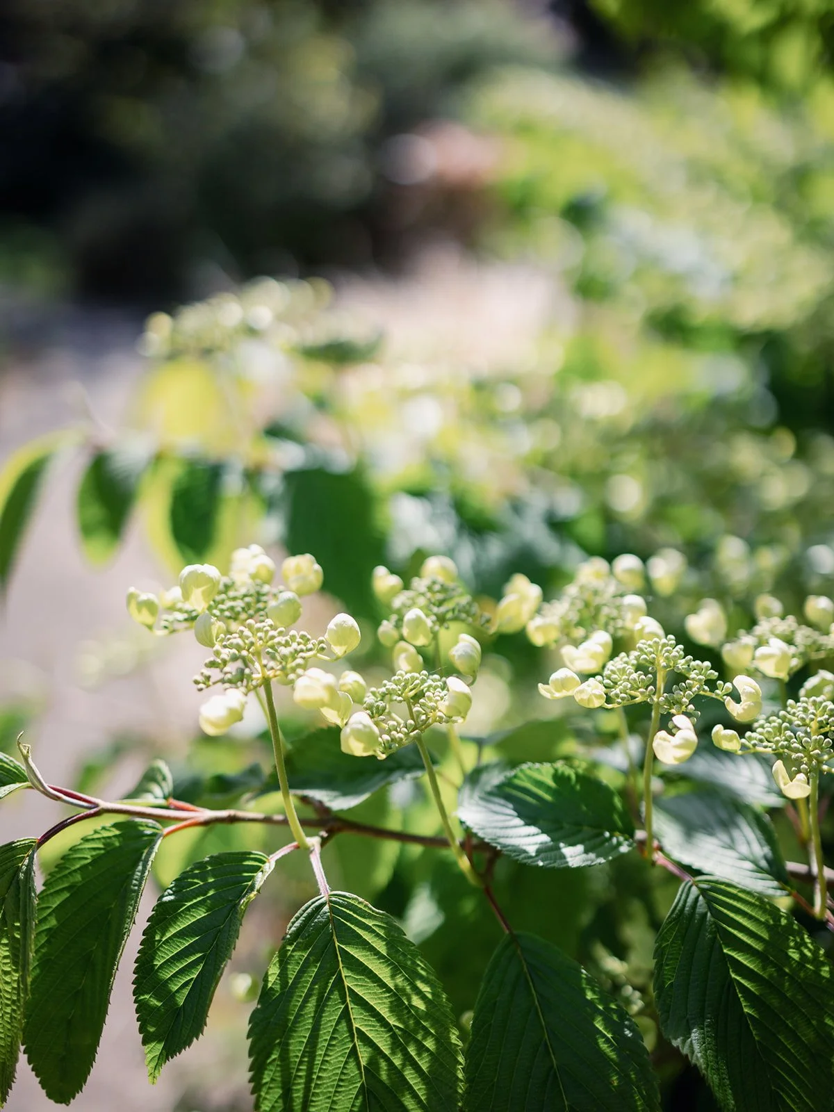 ALEXANDRA PARK_Sarah Marland Photography-48.JPG