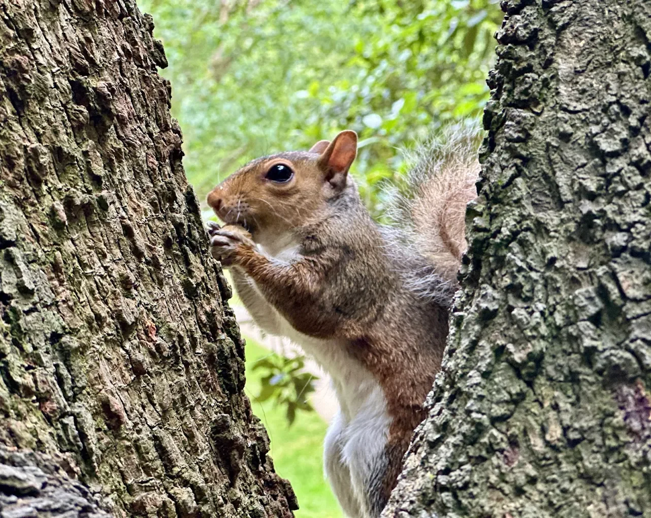 Eastern Grey Squirrel (Sciurus carolinensis)