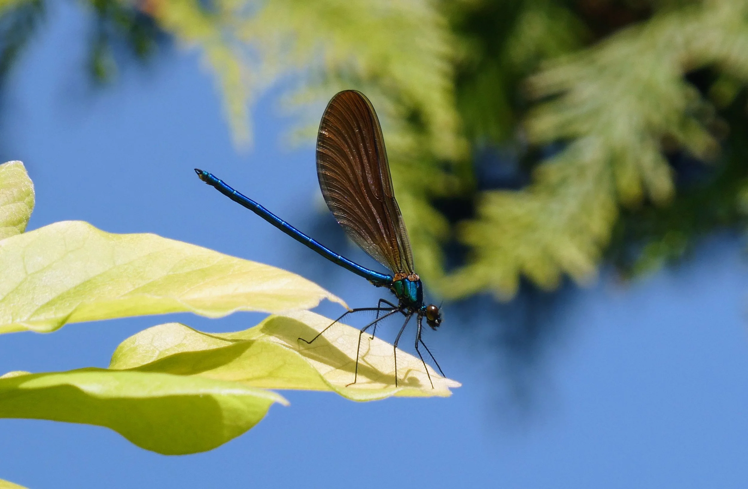 Demoiselle Dragonly