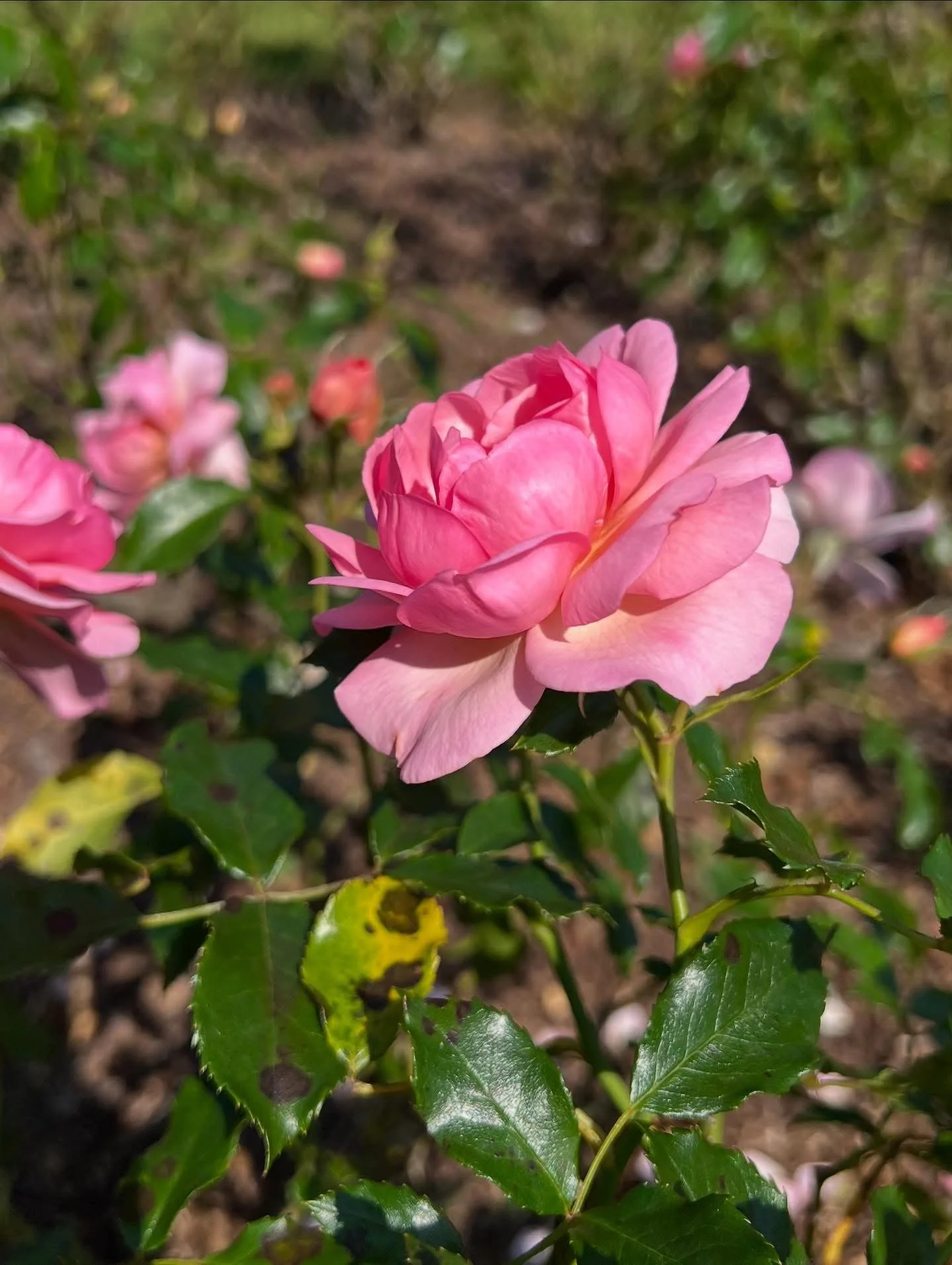 A pink flower, likely a rose, blooming among green leaves in a garden.