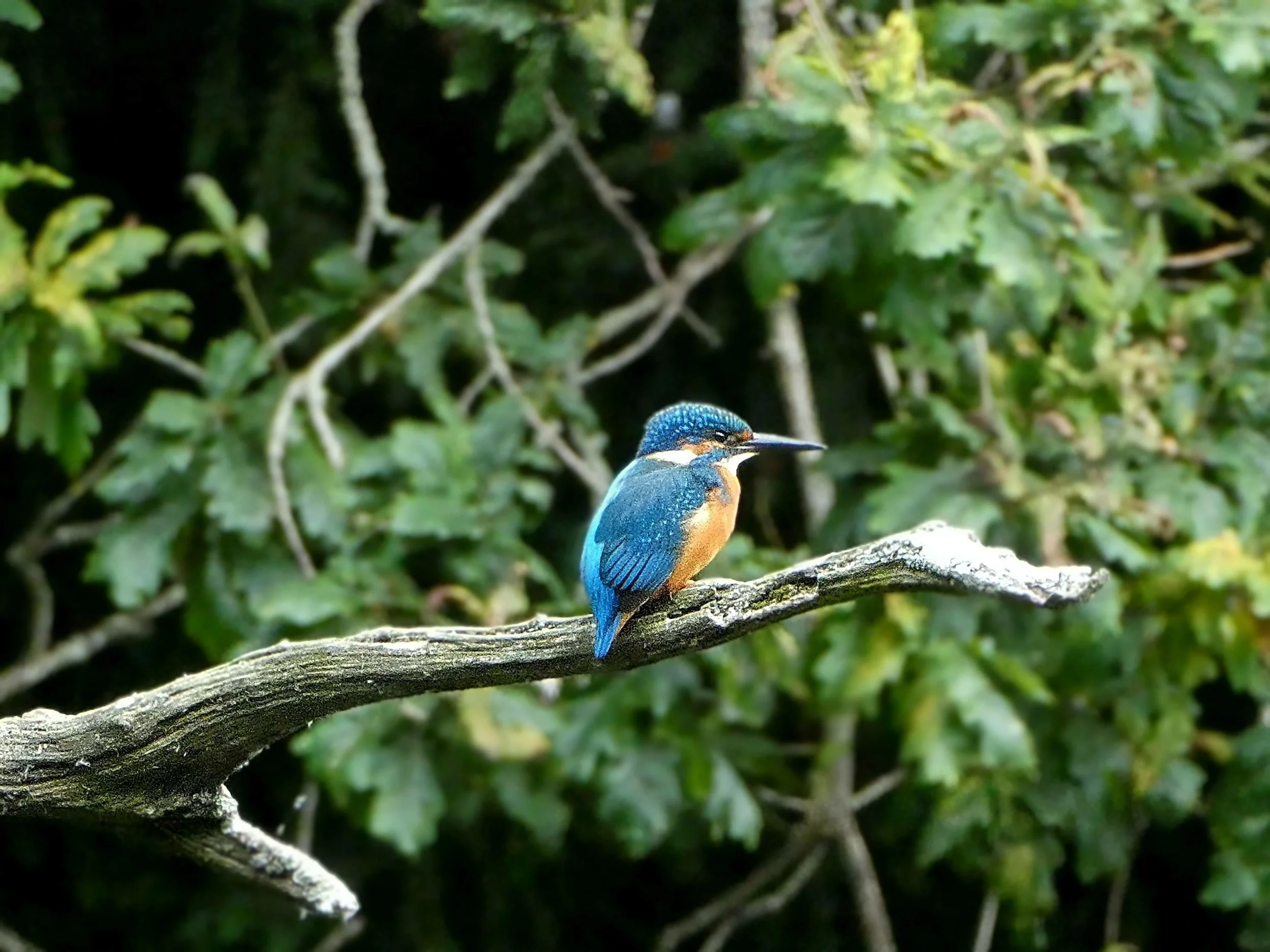 Kingfisher 