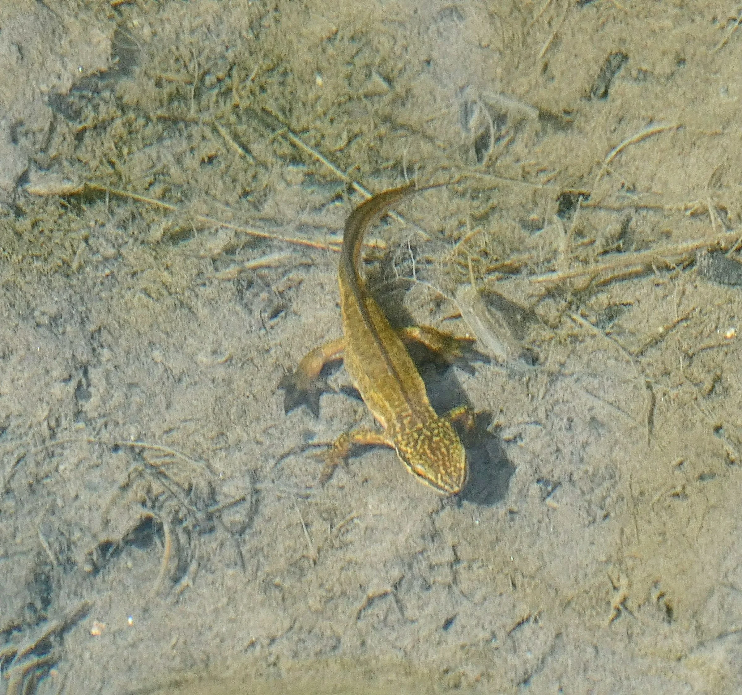 Palmate Newt