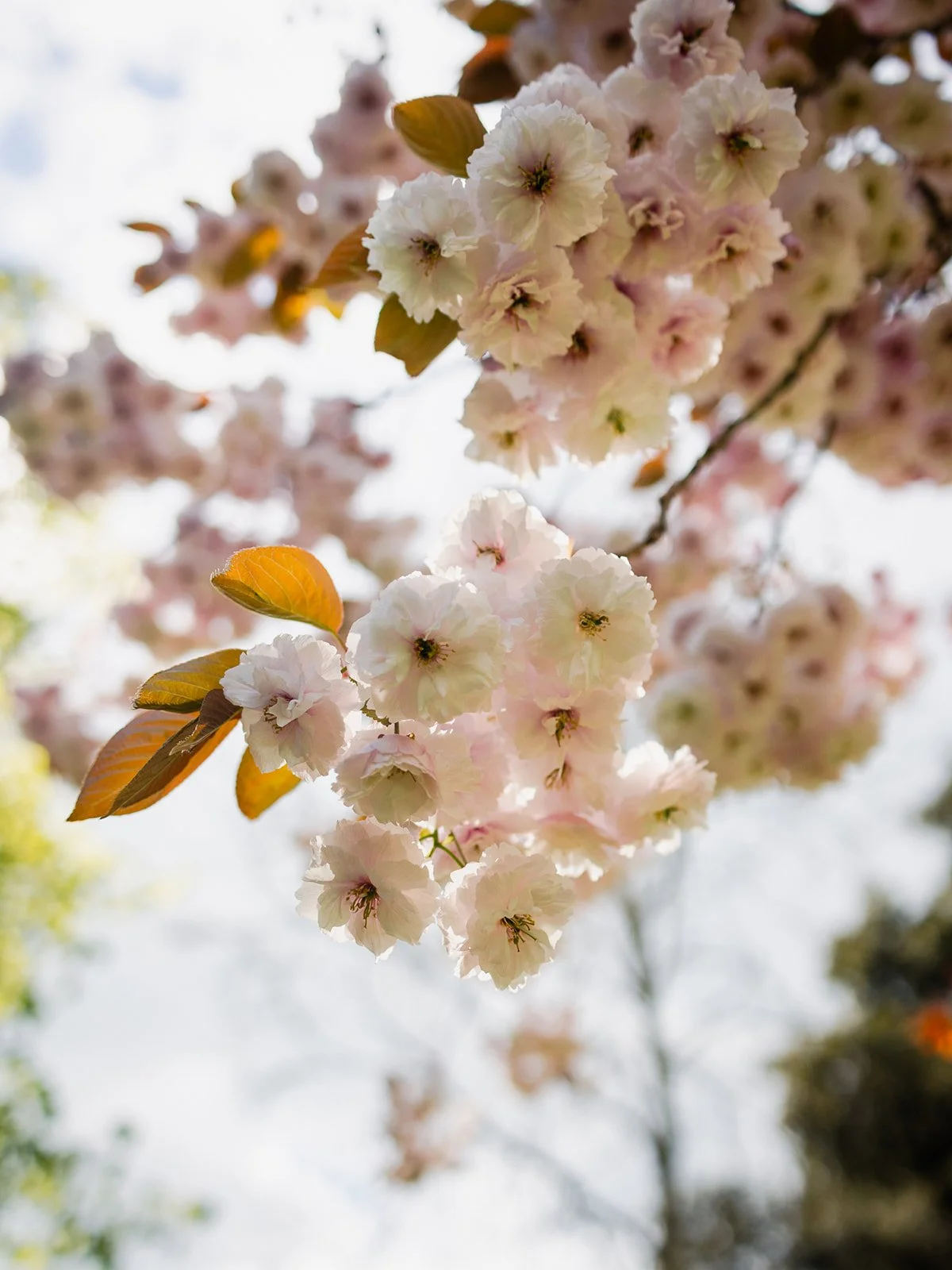 ALEXANDRA PARK_Sarah Marland Photography-34.JPG