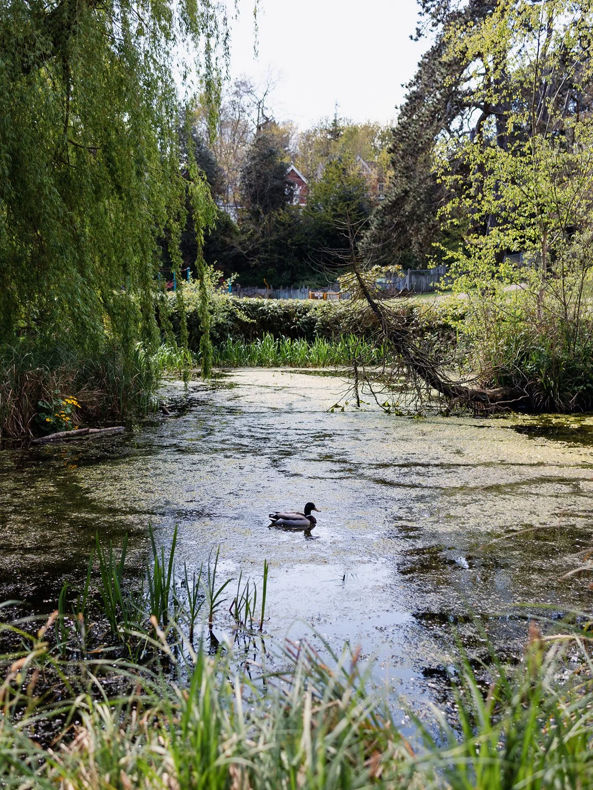 ALEXANDRA PARK_Sarah Marland Photography-93.JPG