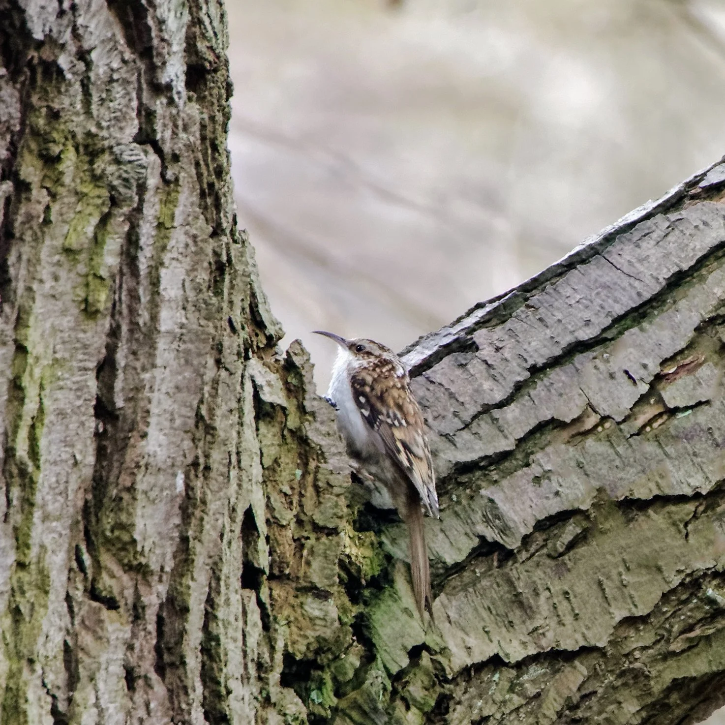 Treecreeper