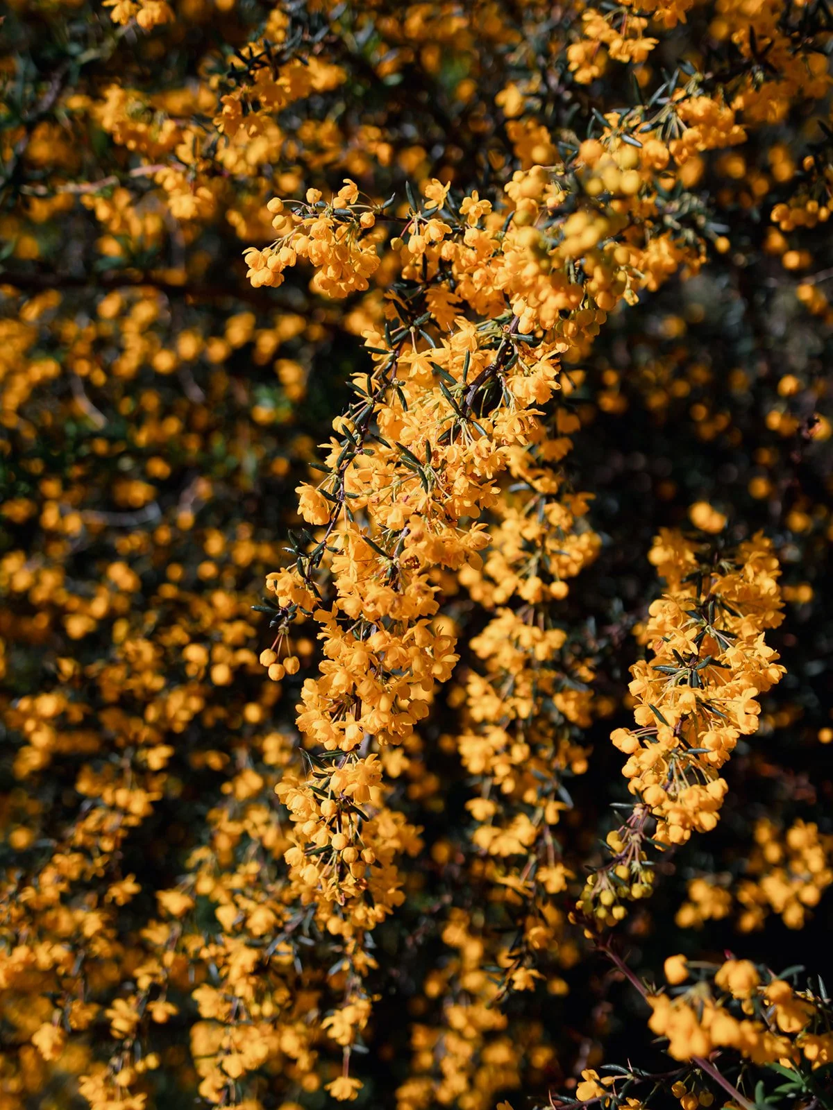 ALEXANDRA PARK_Sarah Marland Photography-81.JPG