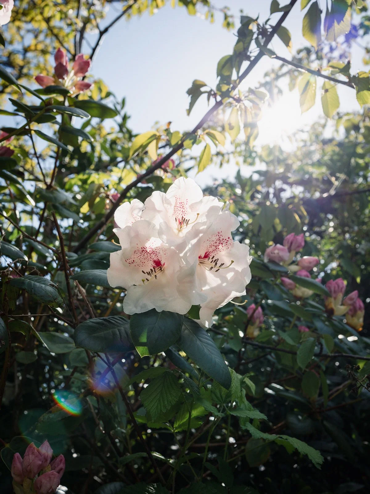 ALEXANDRA PARK_Sarah Marland Photography-92.JPG