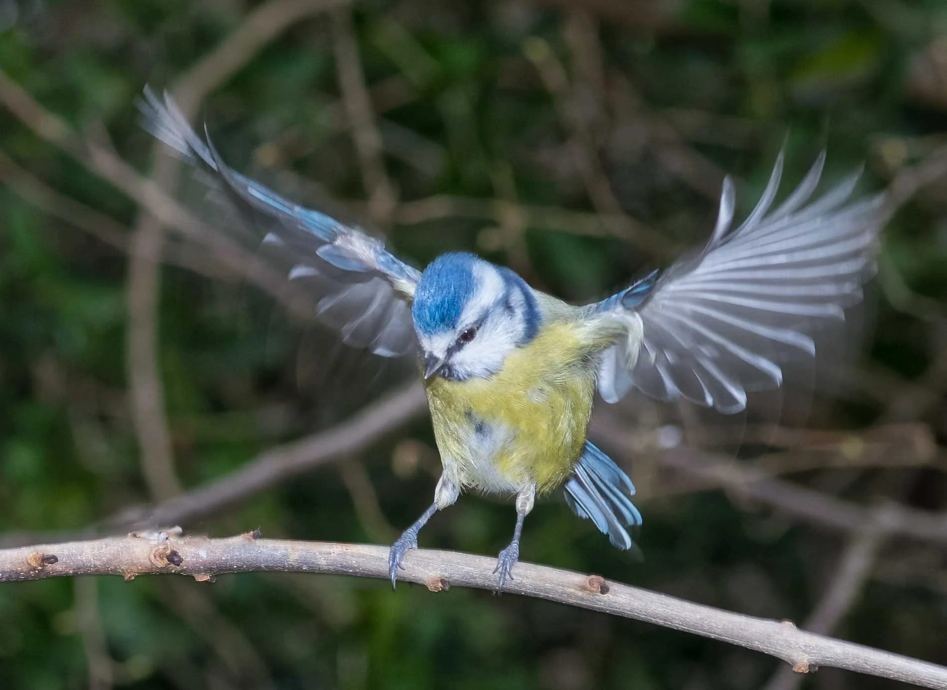 Blue Tit