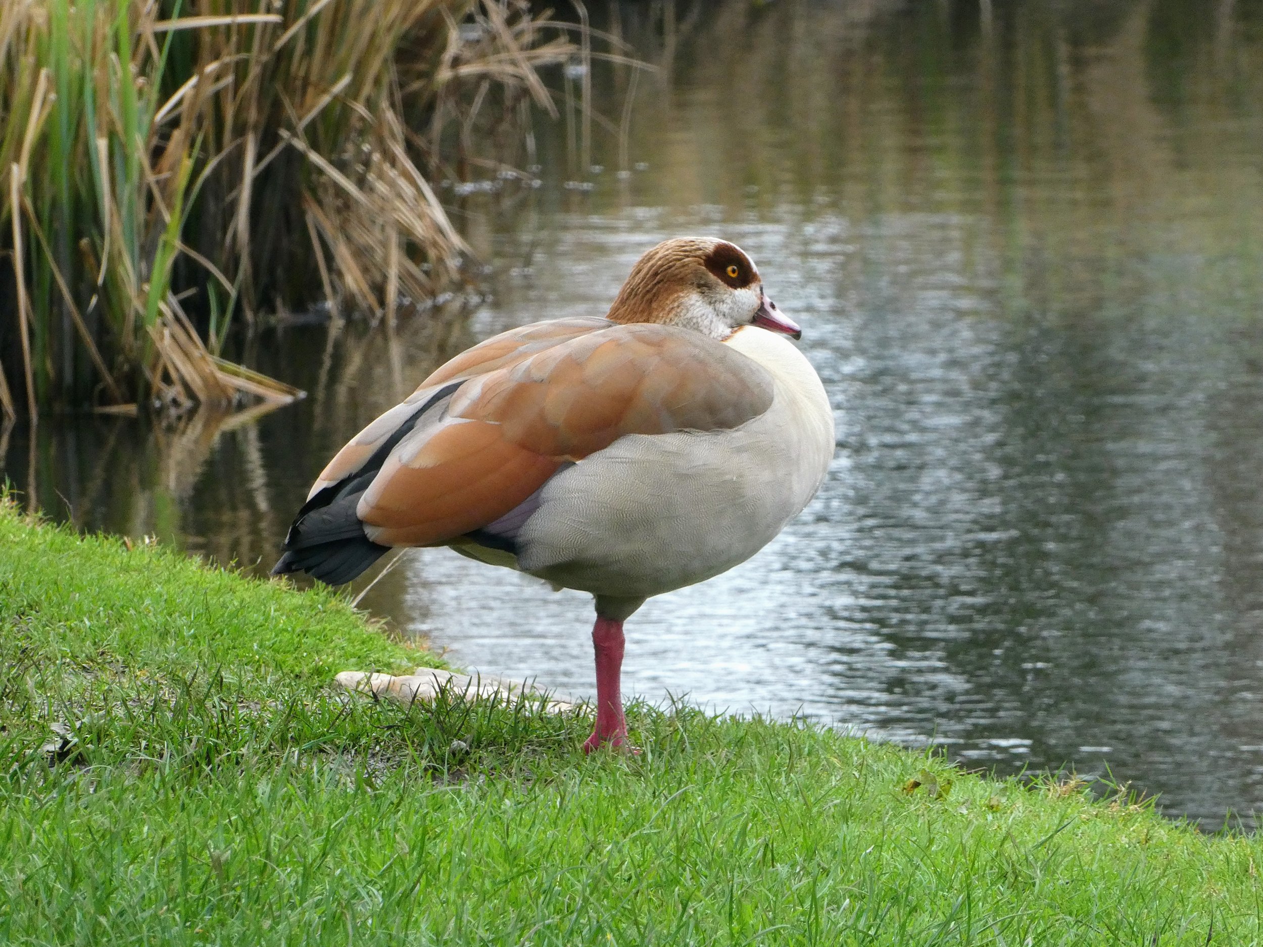 A close-up of an American Pekin duck standing on grass by a lake with tall reeds in the background.