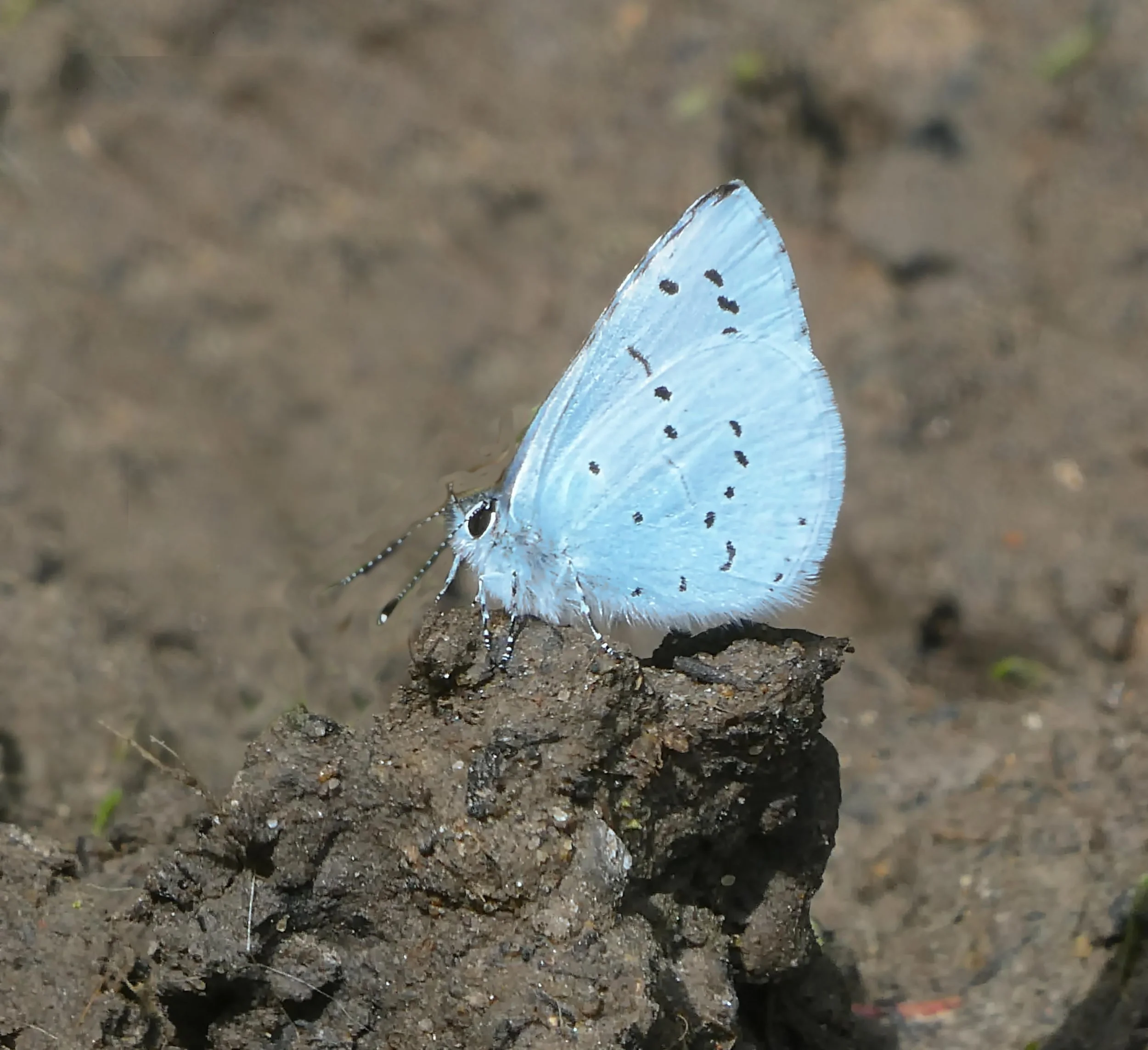 Holly Blue Butterfly