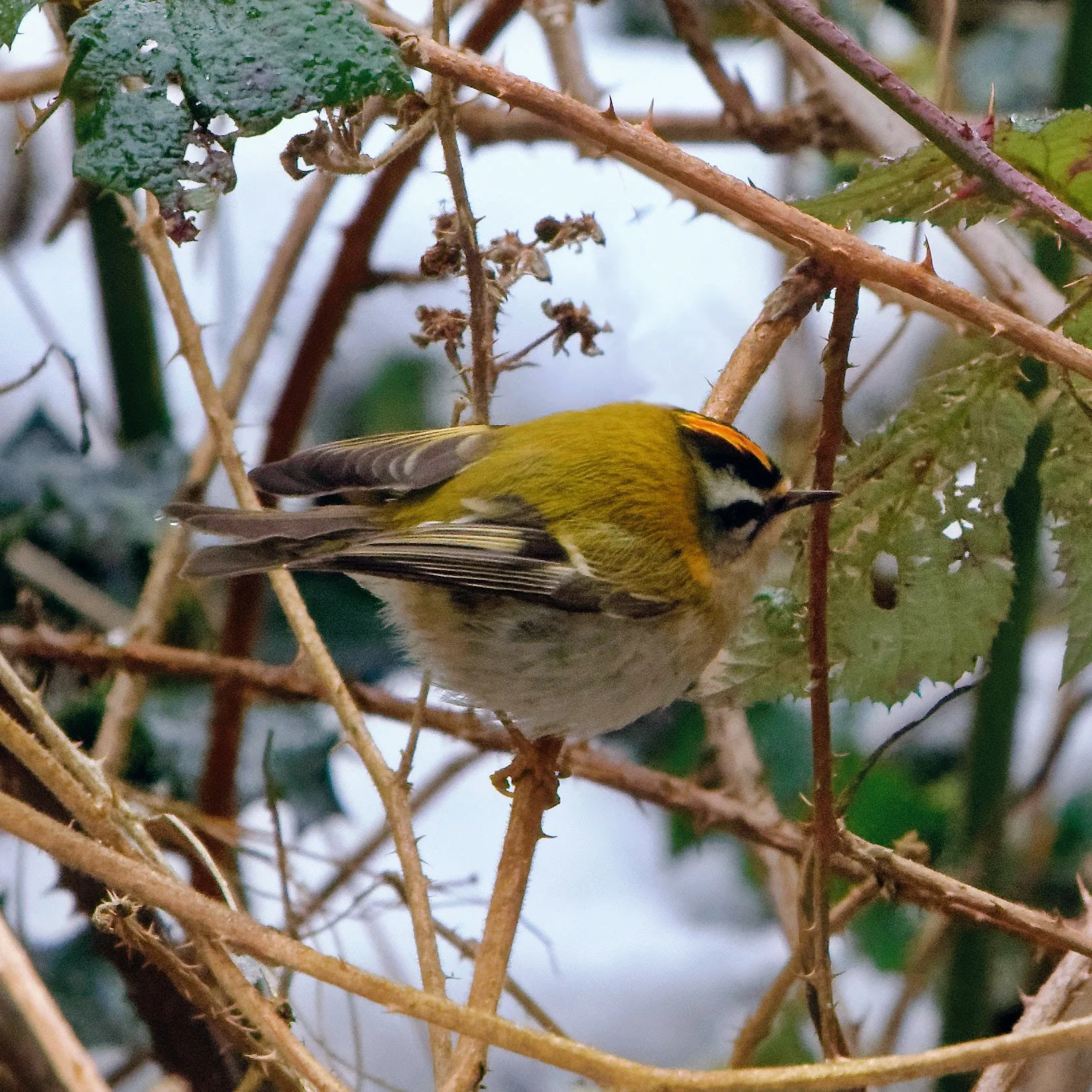 Firecrest