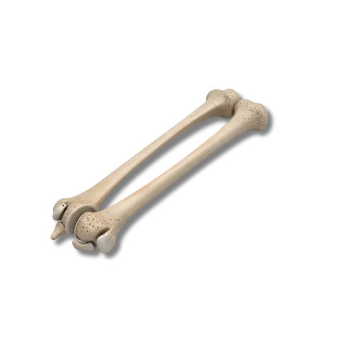 Pair of large, realistic-looking human thigh bones.