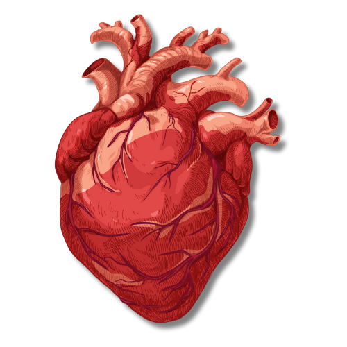 Illustration of a human heart with labels pointing to its parts.