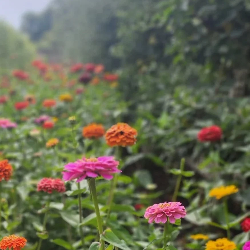 Home Visit from a holistic GP - a comfortable and convenient medical consultation