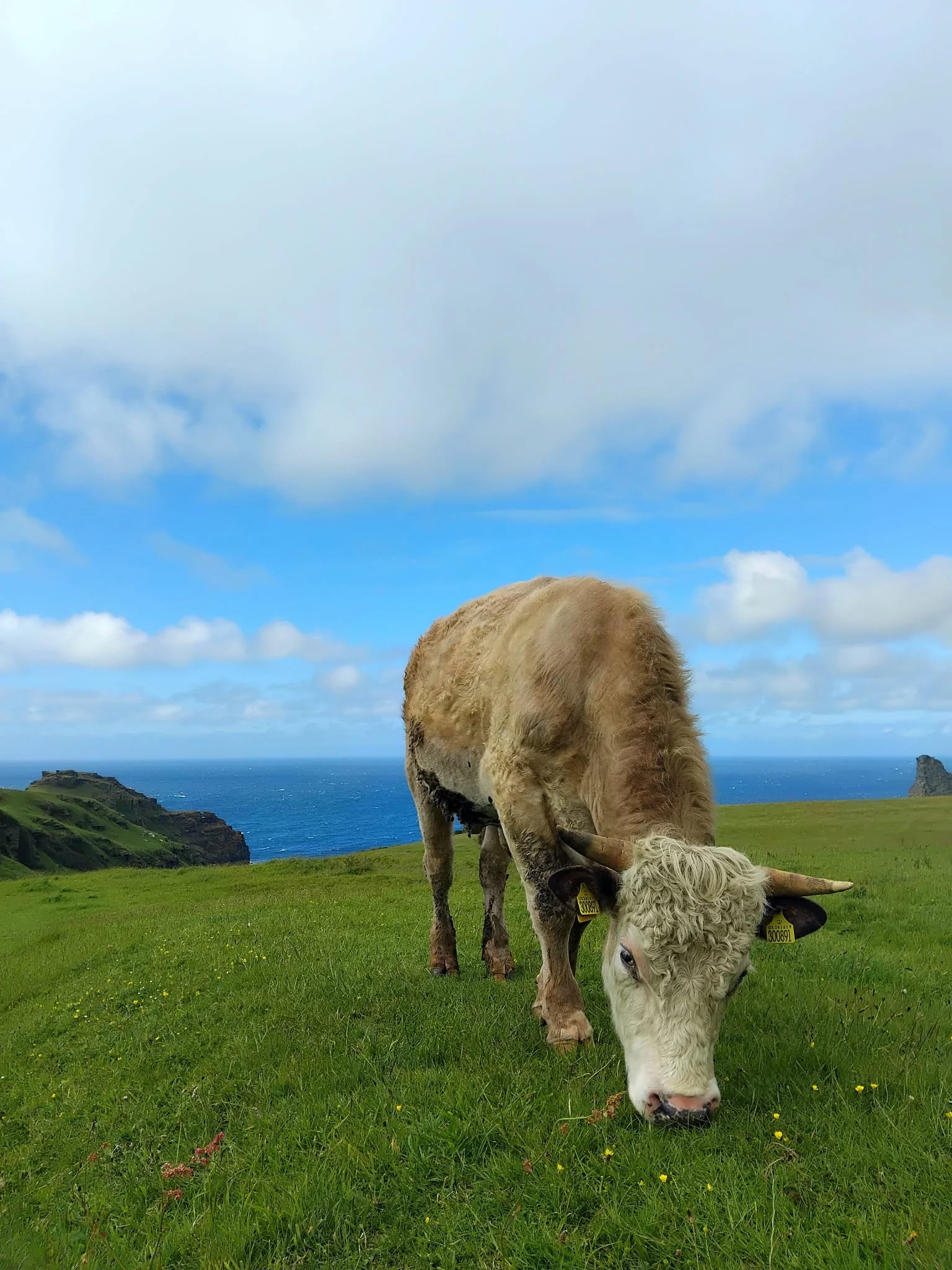 treglum cottage cow.jpeg