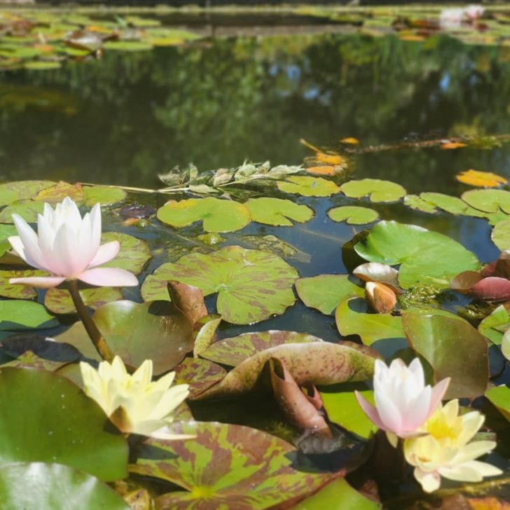 A Medical Consultation at home, followed by a therapeutic 60 minute therapeutic massage.