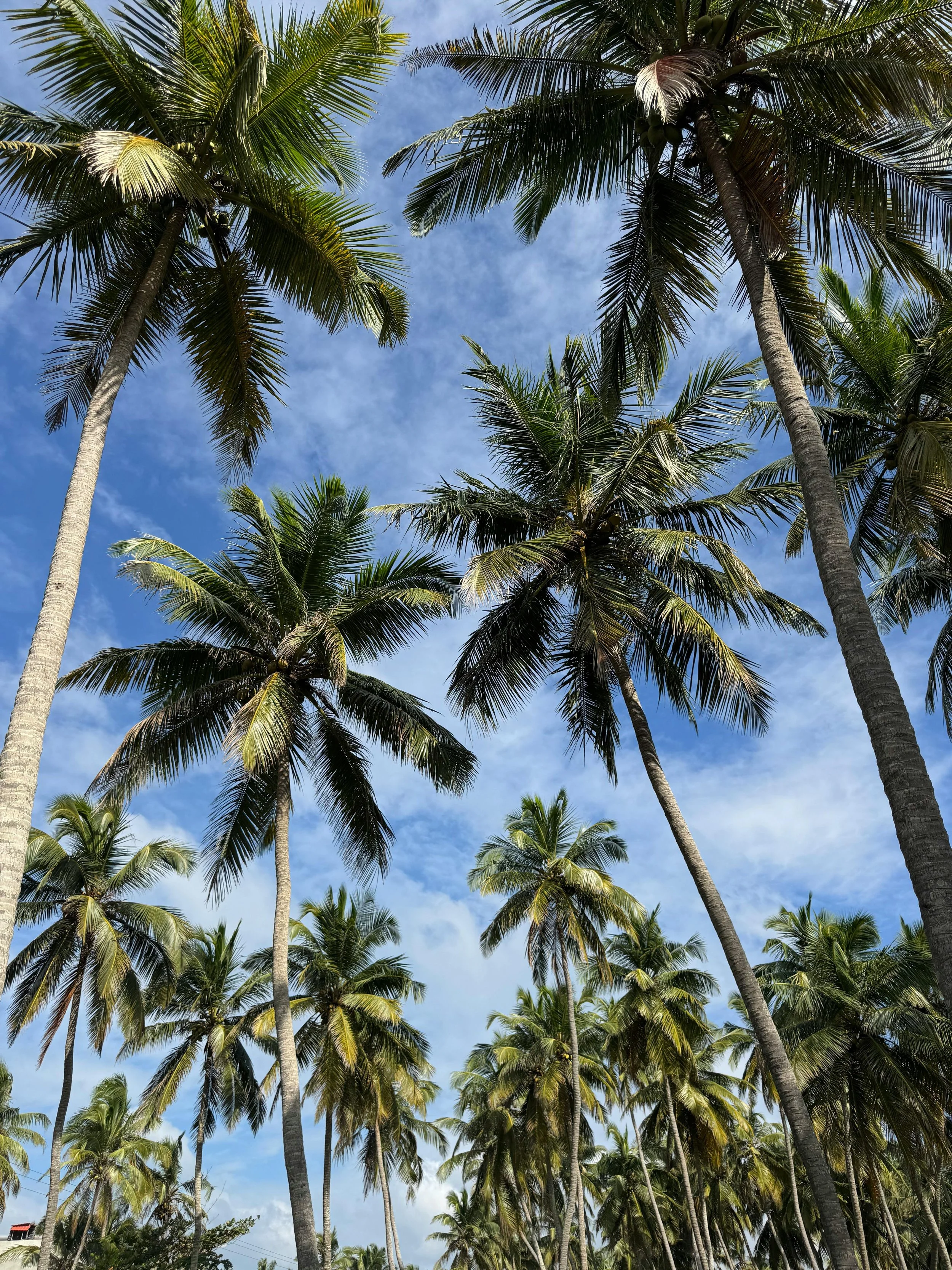 Investir au Sri Lanka : retour d’expérience sur une diversification patrimoniale hors des sentiers battus