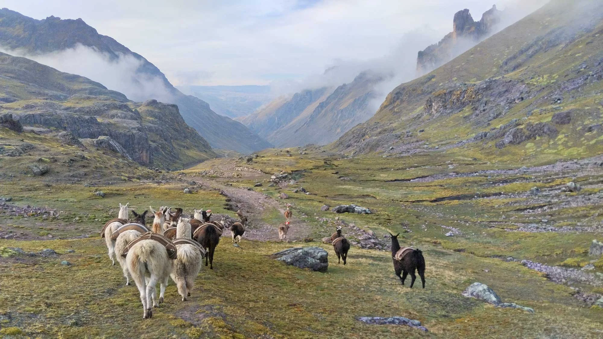 The Superiority of Baby Alpaca: Why Summit &amp; Selva Blankets Rise Above Wool
