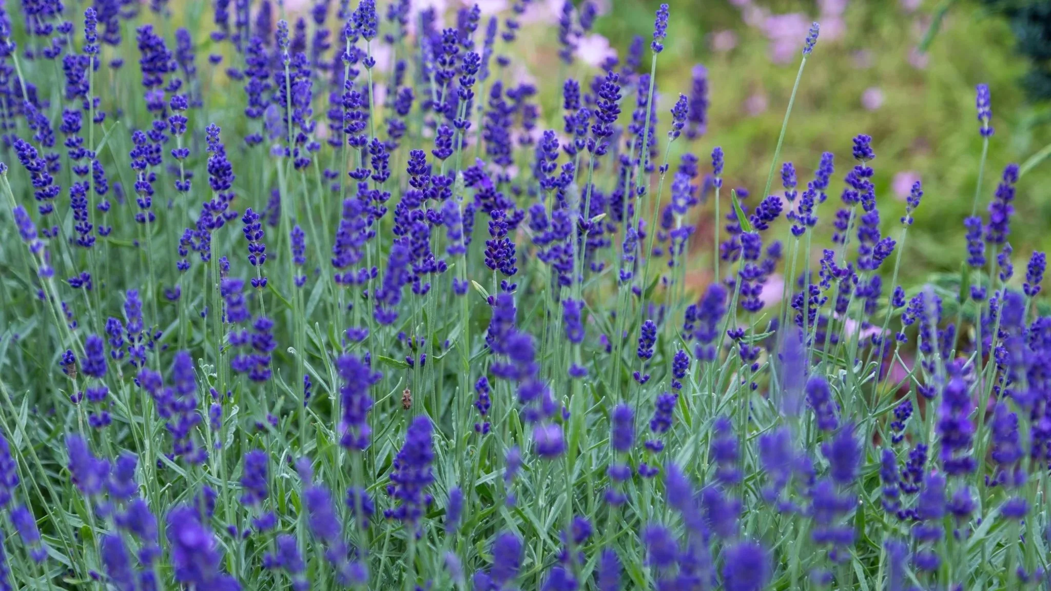 Miserable at Work? Time for a Rebirth!