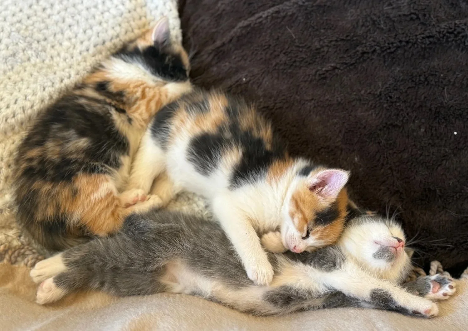 When Life Hands You Kittens...