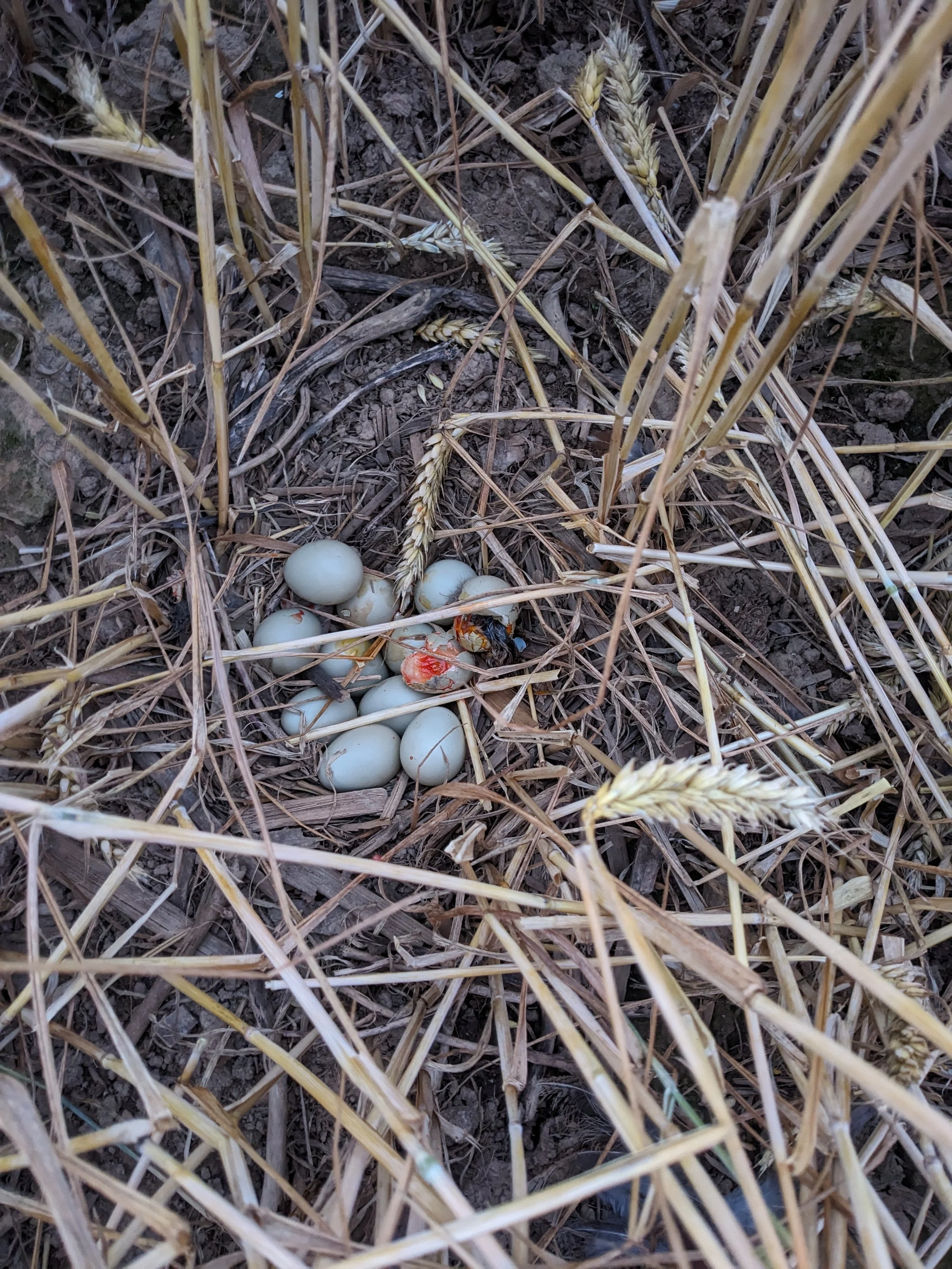 Jagd ist aktiver Tier-und Naturschutz