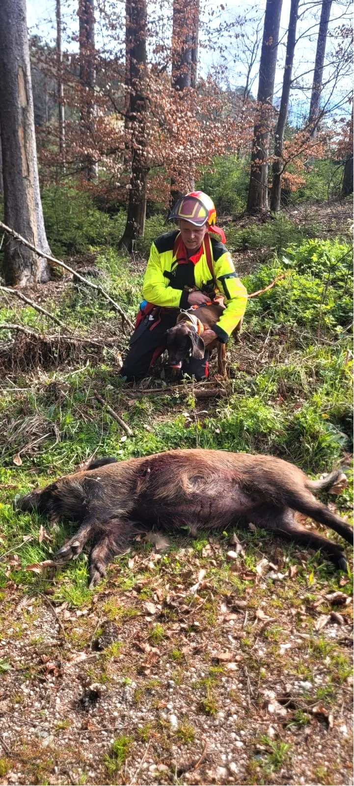 Ein Förster im Wald mit seinem Jagdhund, daneben liegt ein totes Wildschwein.