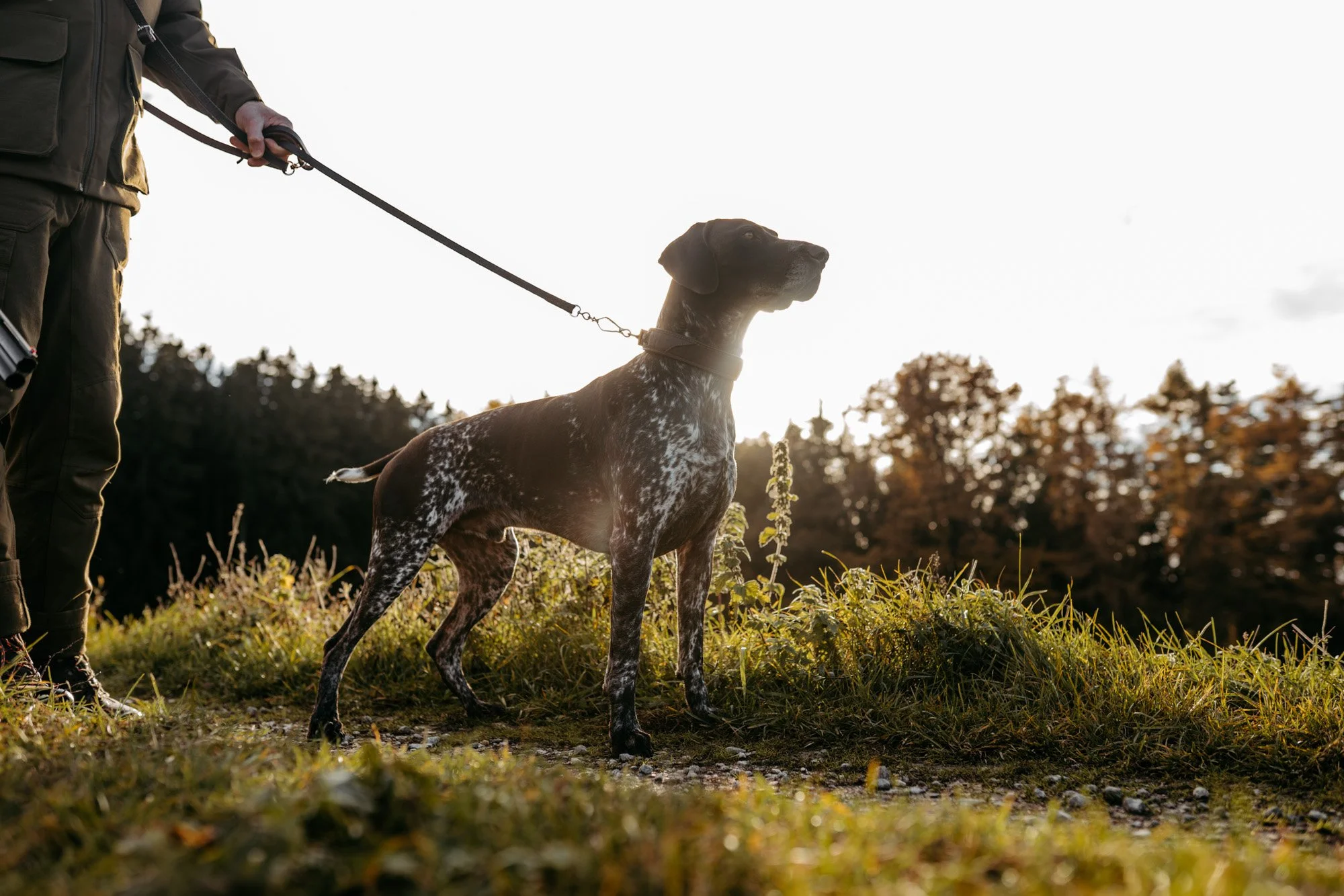 Person hält an einem Hund an der Leine, draußen im Grünen bei Sonnenuntergang.