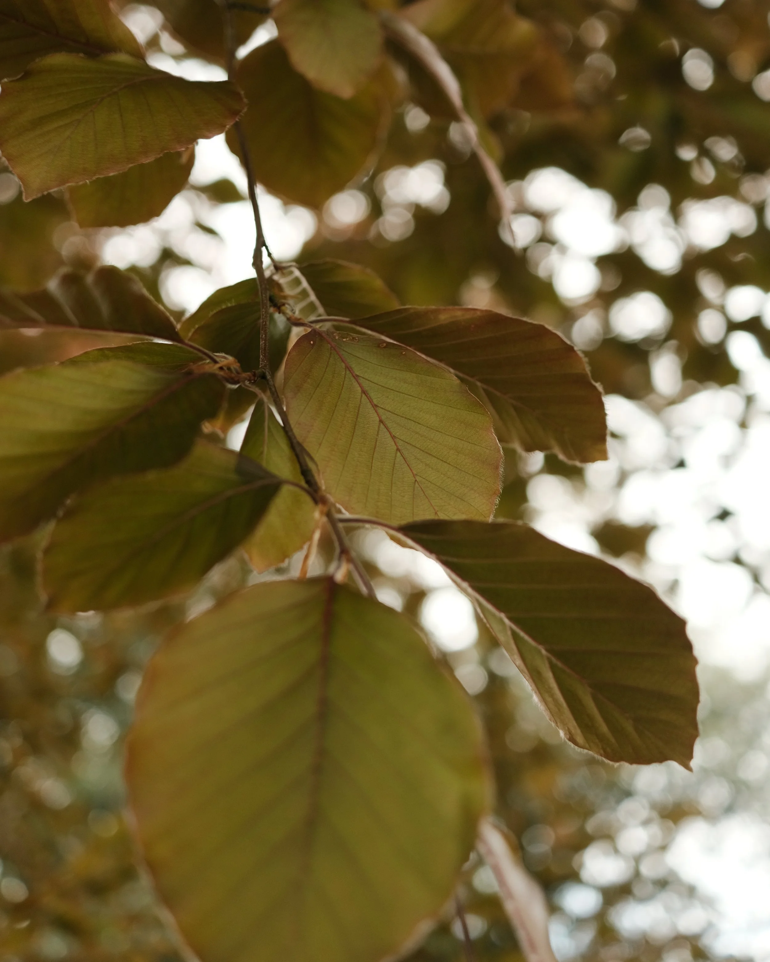 FORDE MAY 2025-14.jpg