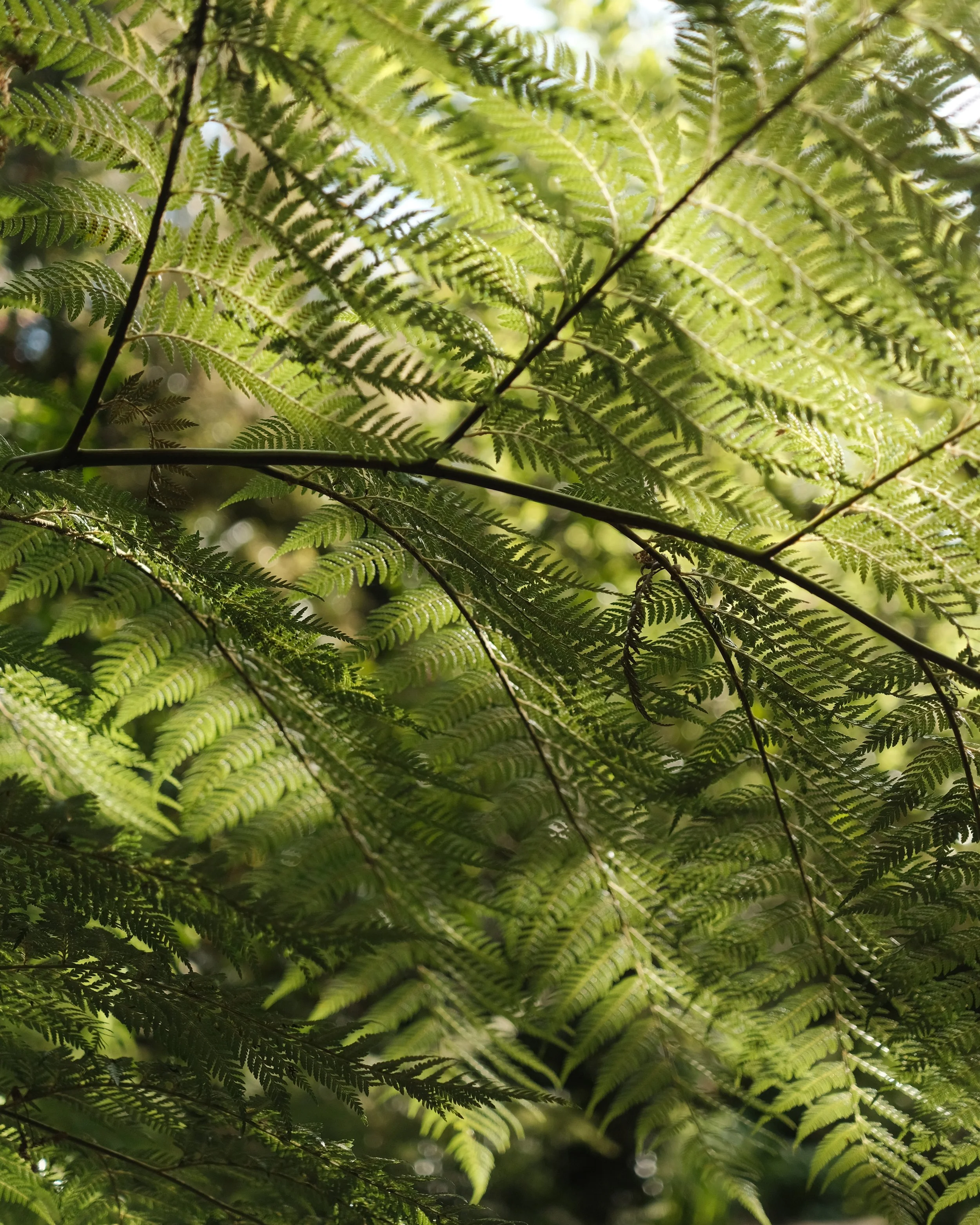 abbotsbury-08.jpg