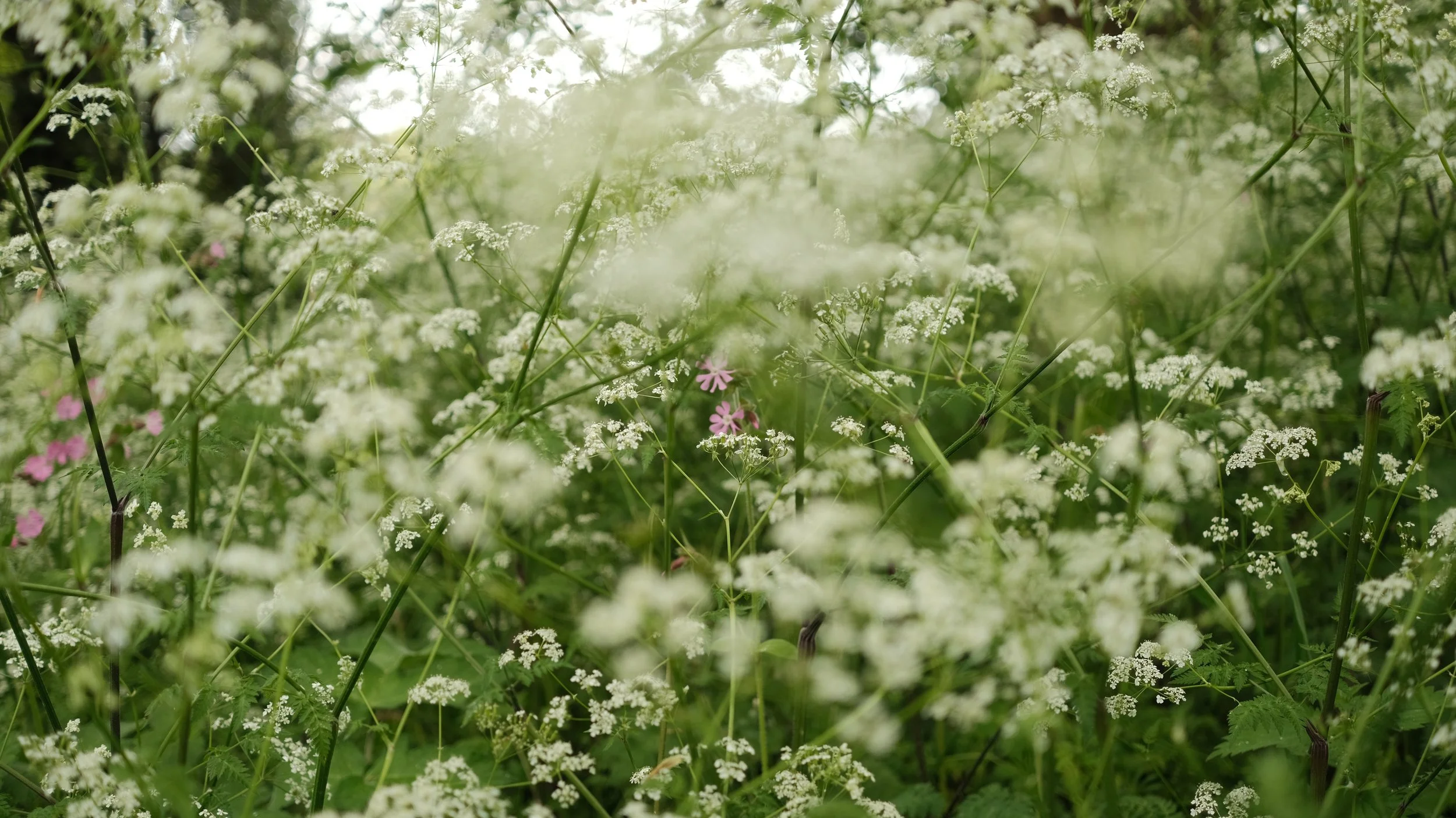 FORDE MAY 2025-19.jpg