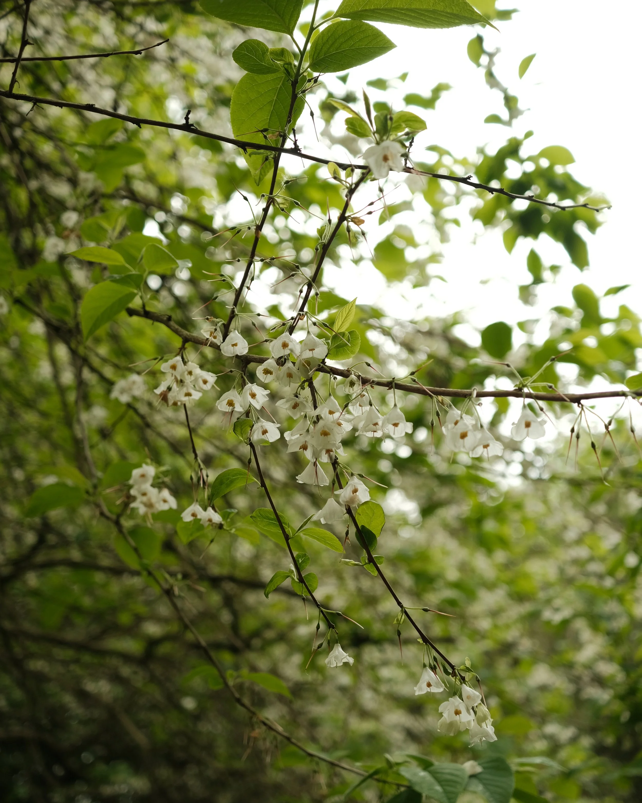 FORDE MAY 2025-22.jpg