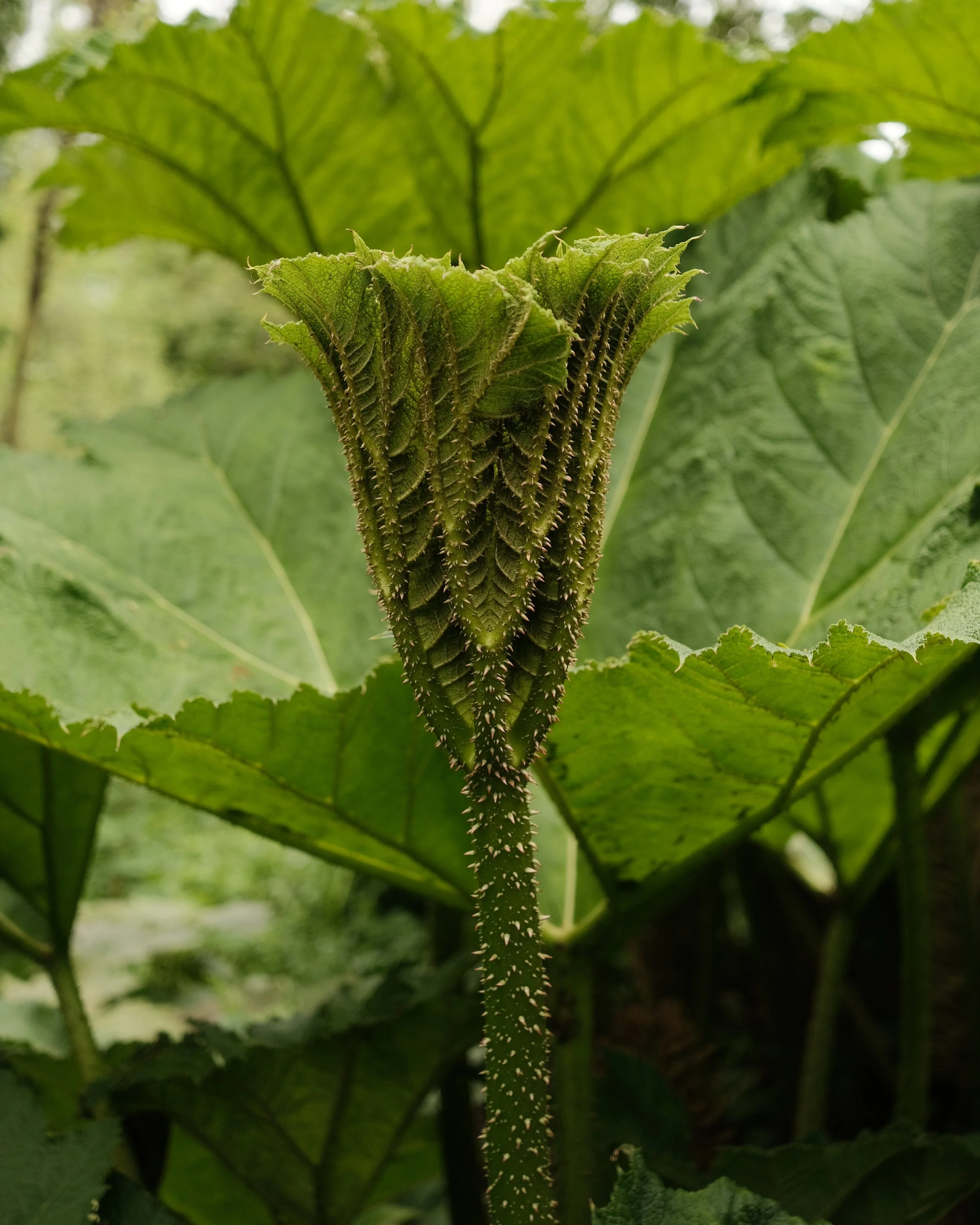 FORDE MAY 2025-9.jpg