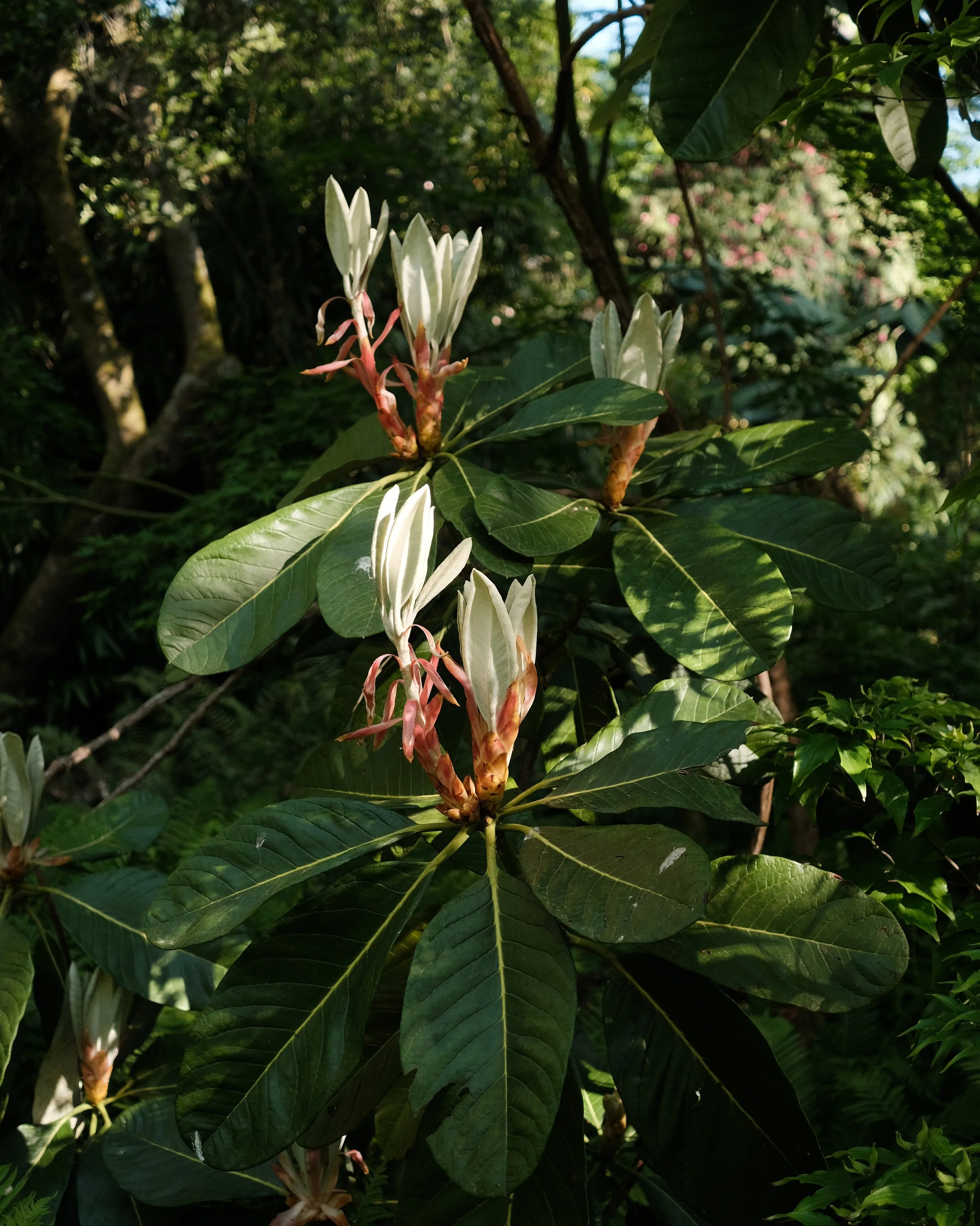 abbotsbury-31.jpg