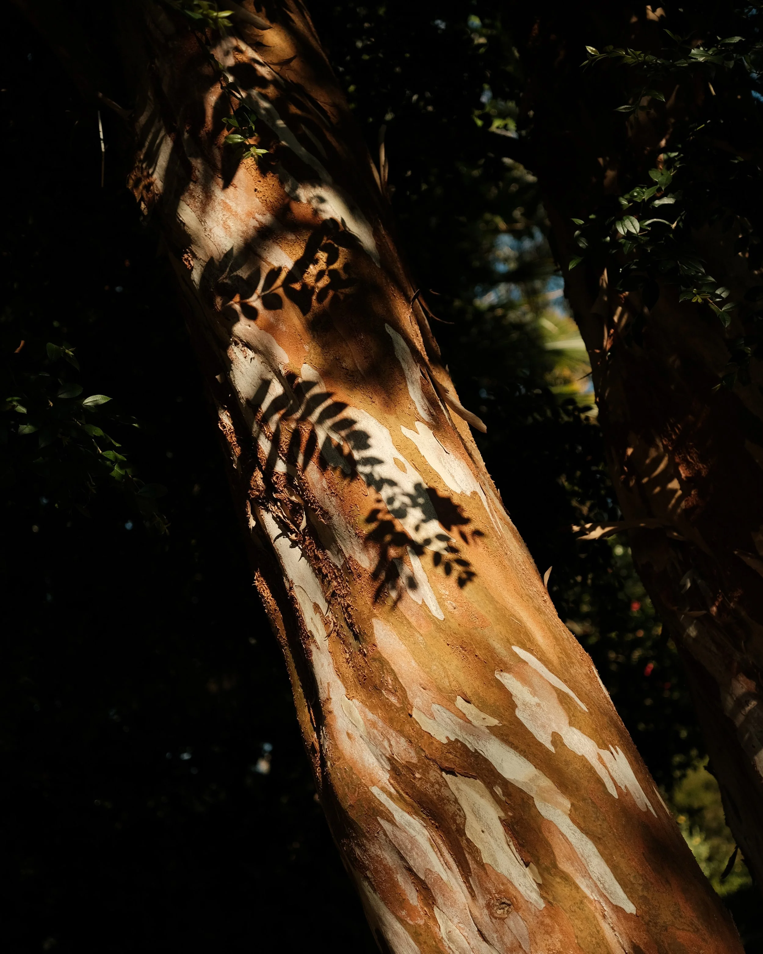 abbotsbury-37.jpg