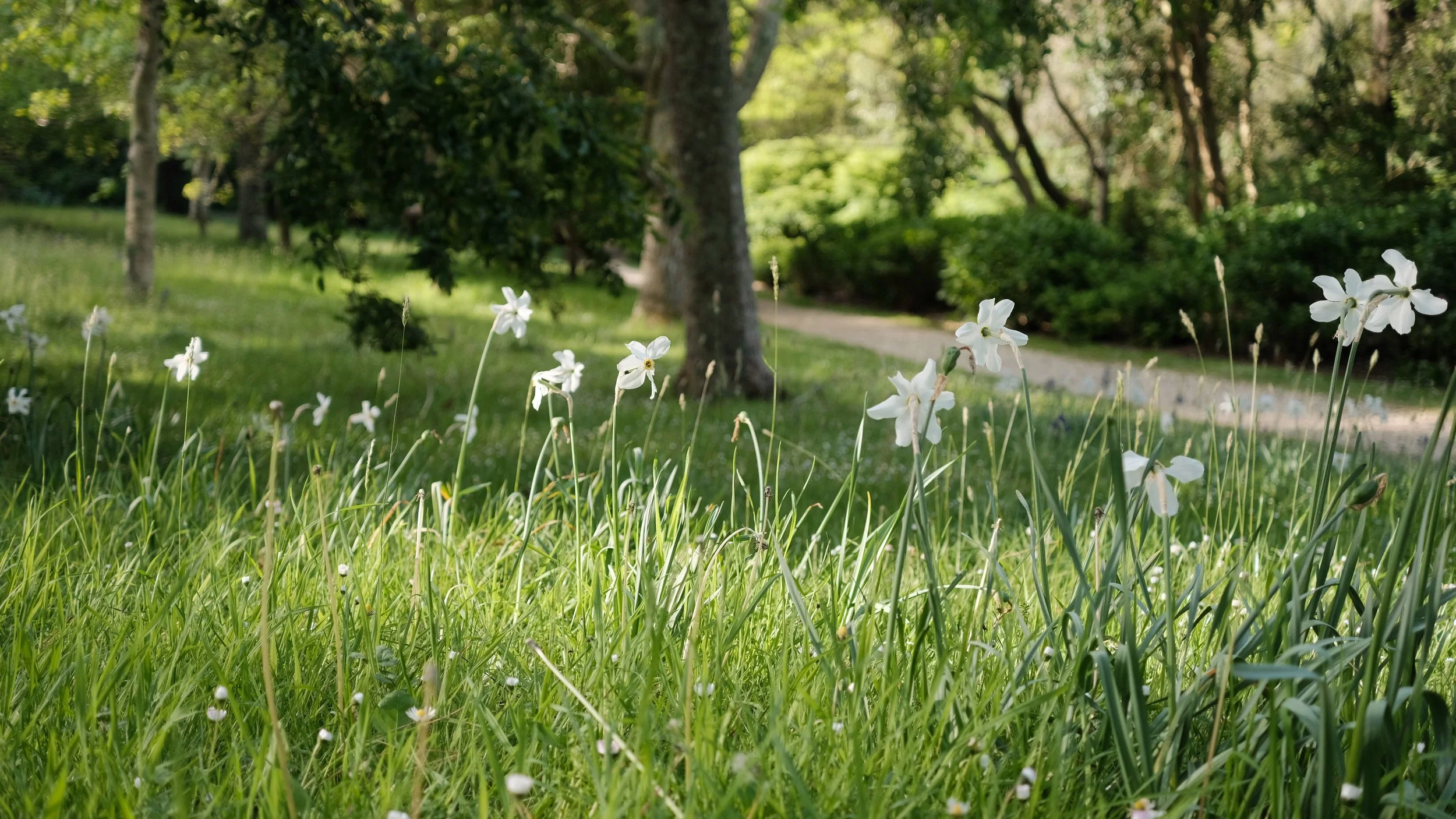 abbotsbury-05.jpg