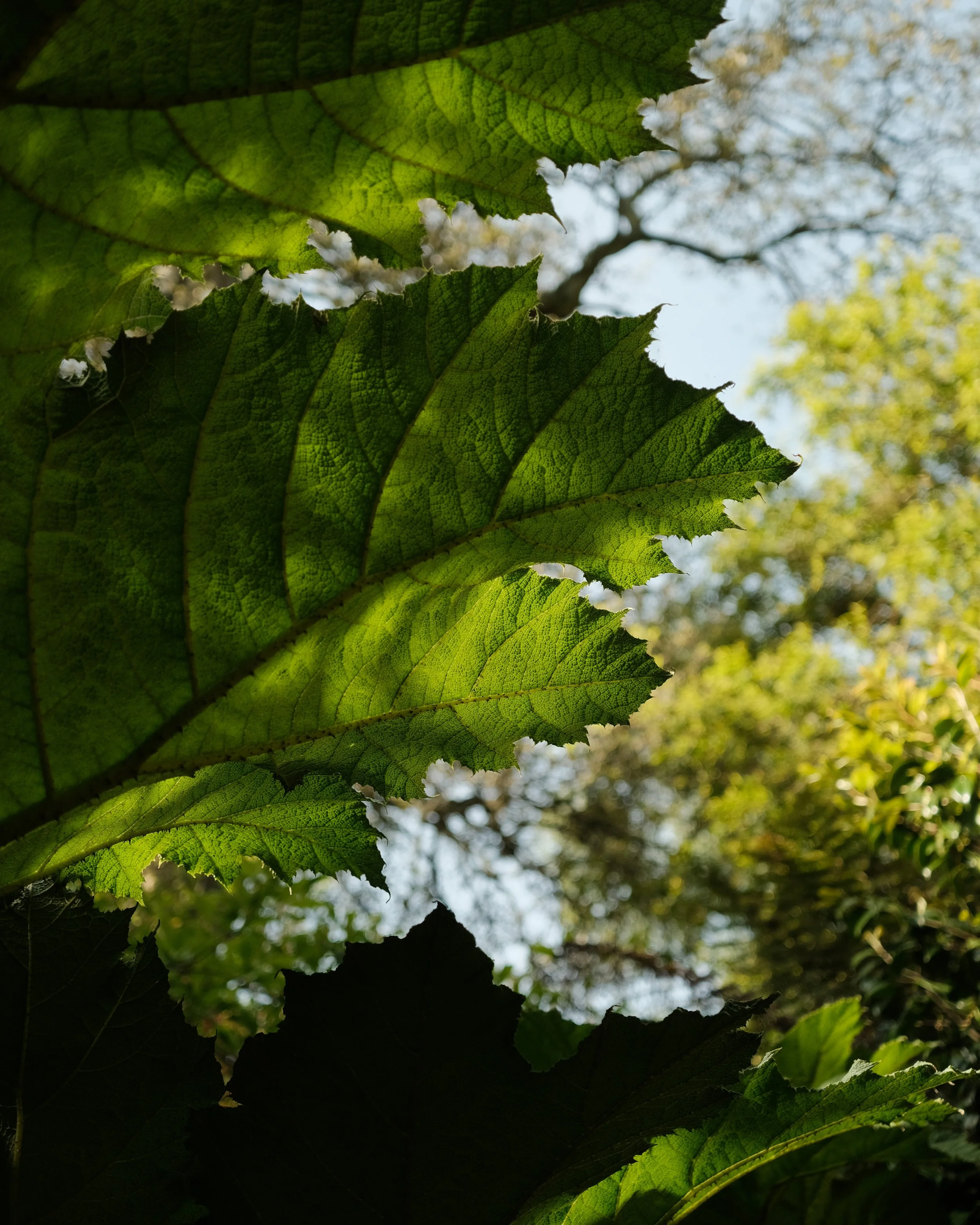abbotsbury-10.jpg