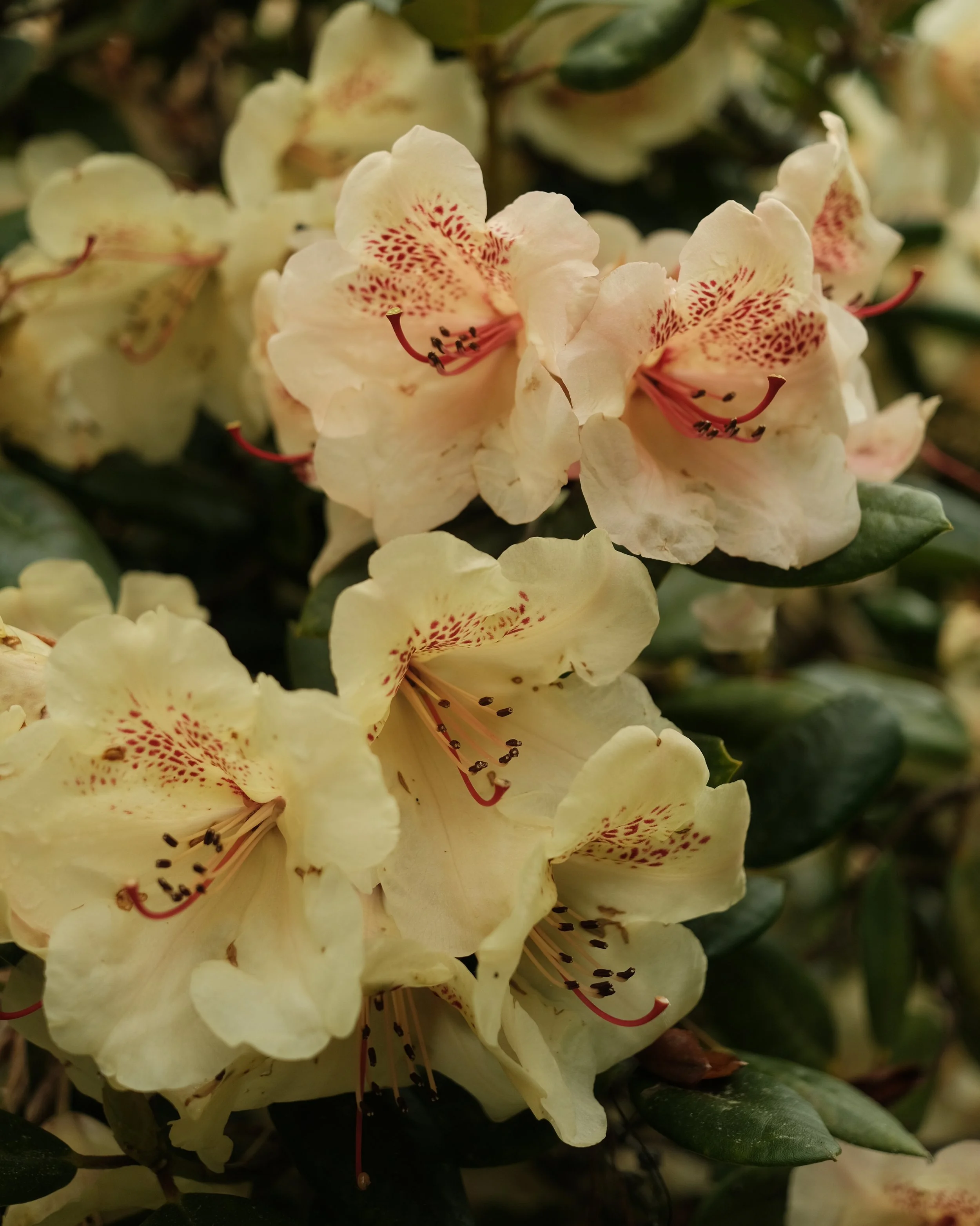 FORDE MAY 2025-21.jpg