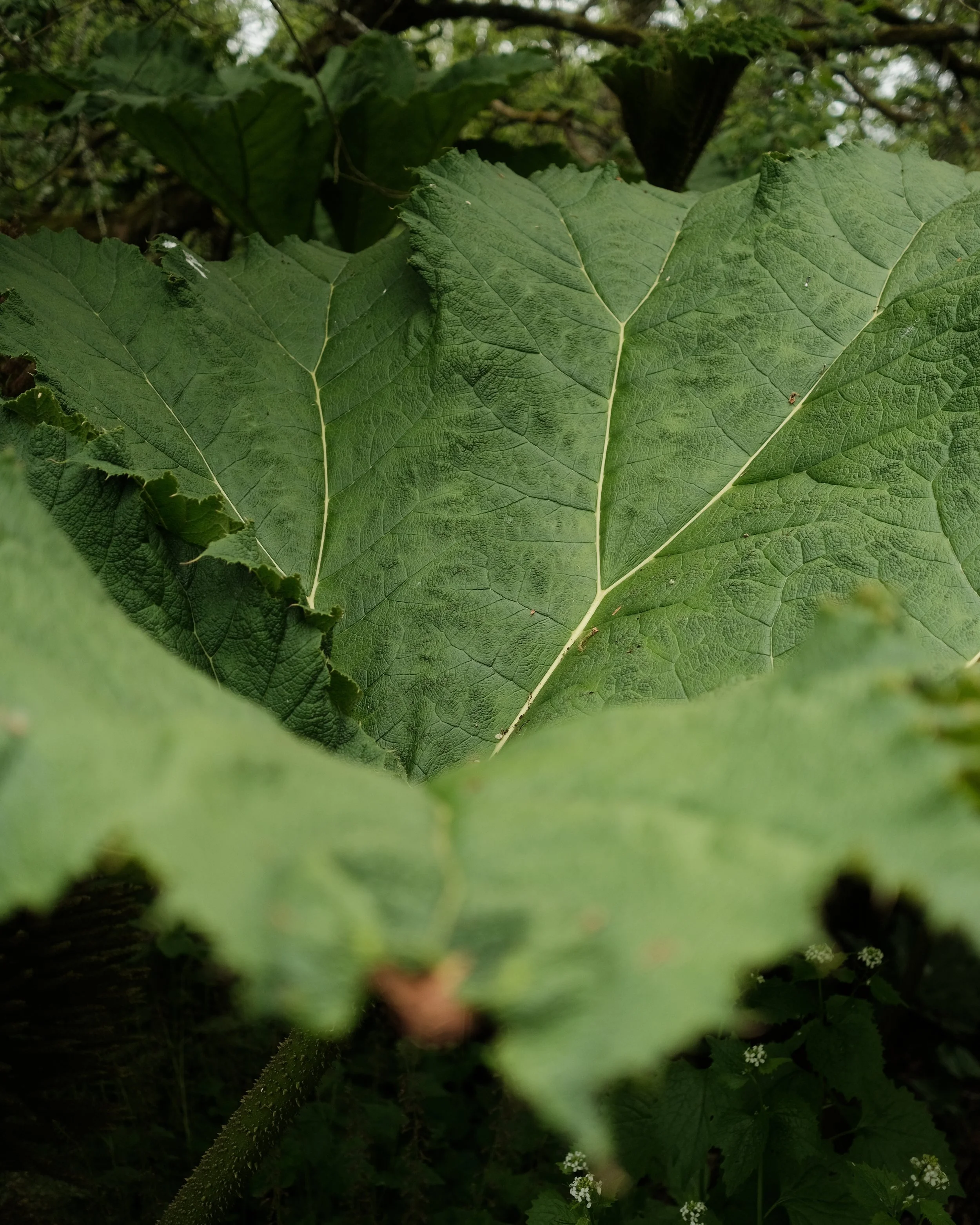 FORDE MAY 2025-10.jpg