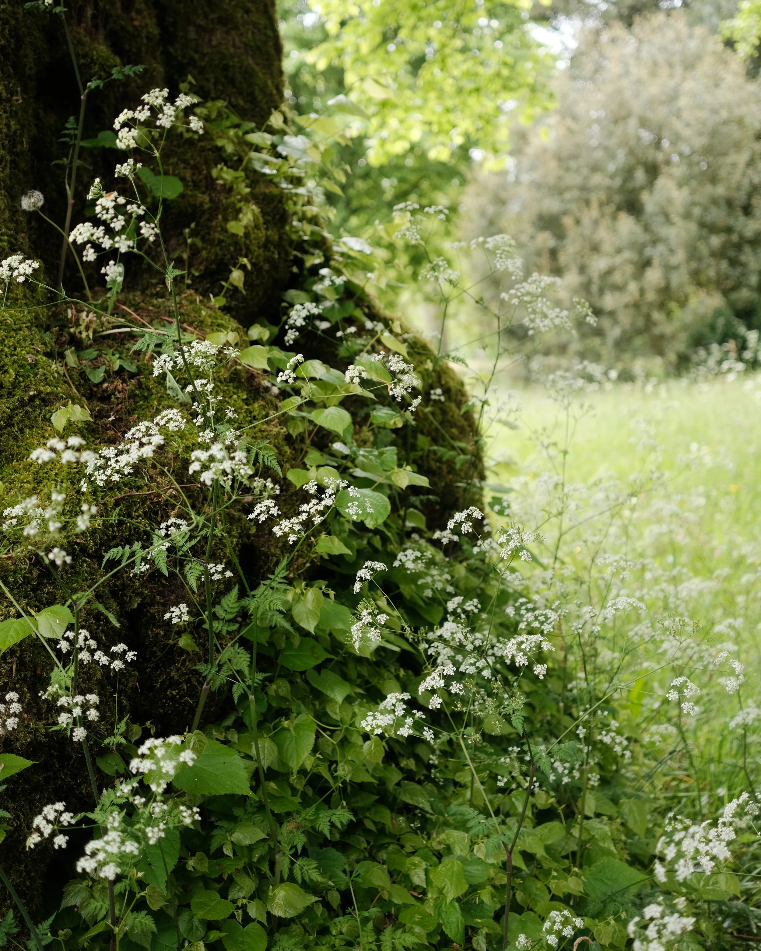 FORDE MAY 2025-3.jpg