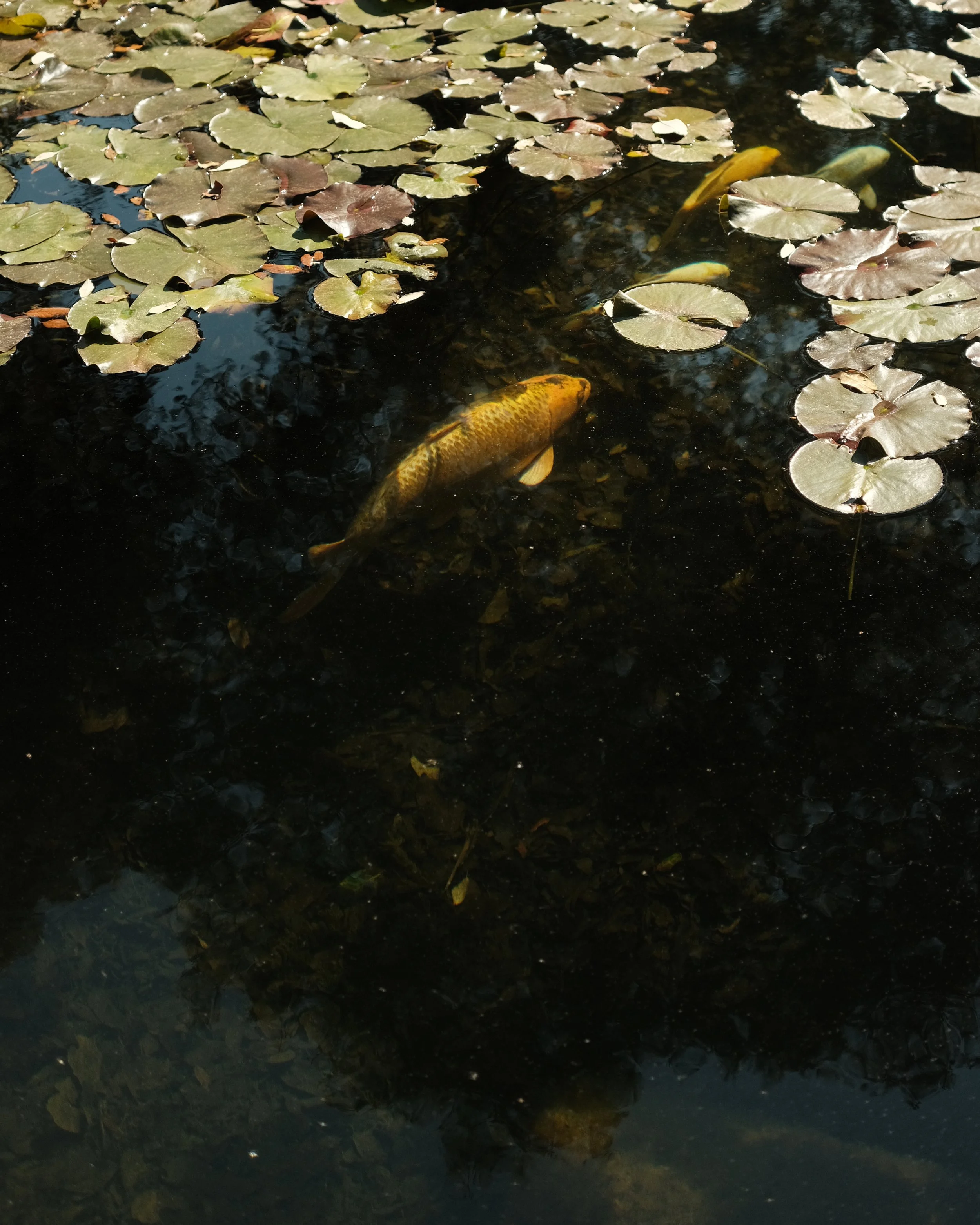 abbotsbury-39.jpg