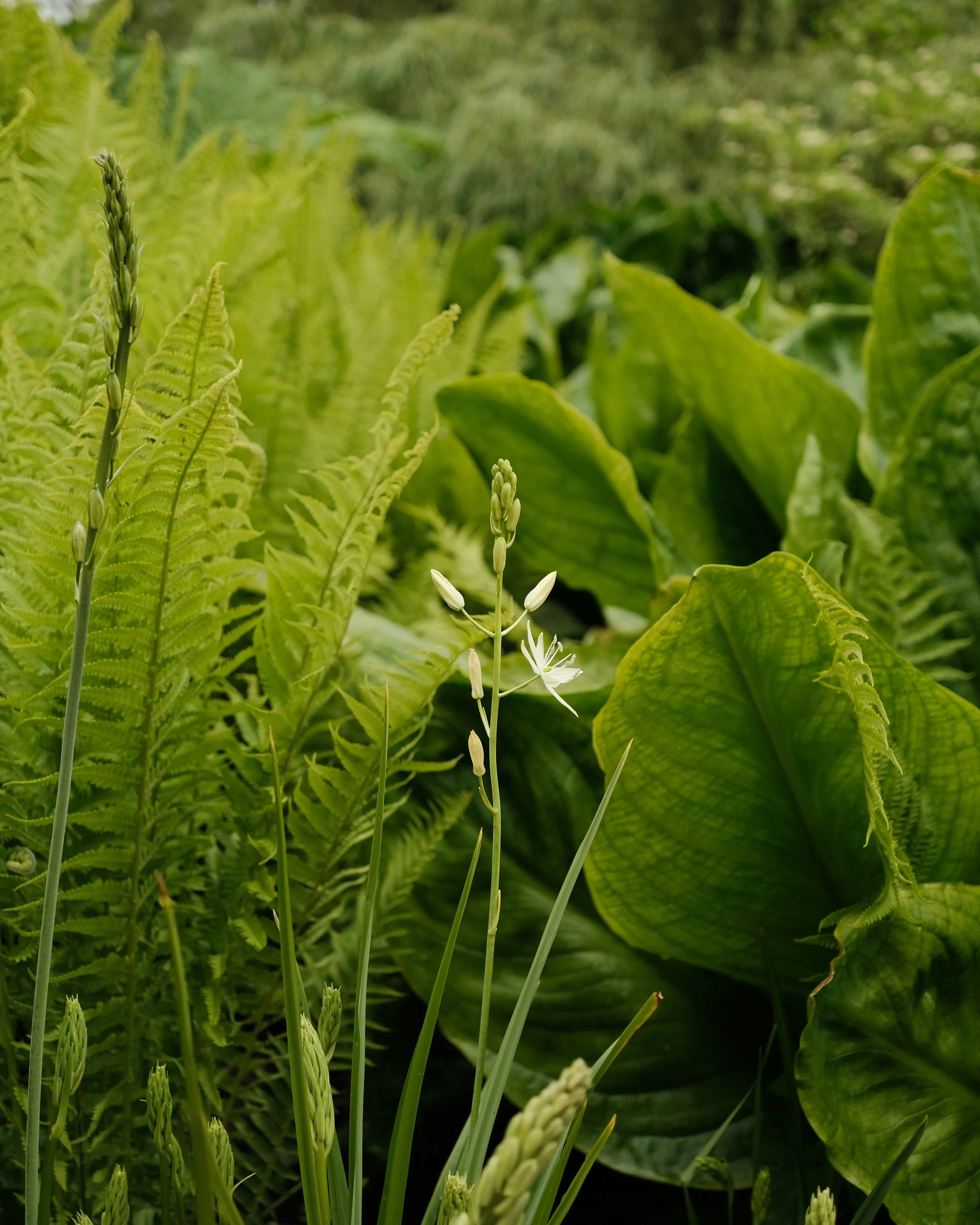 FORDE MAY 2025-11.jpg