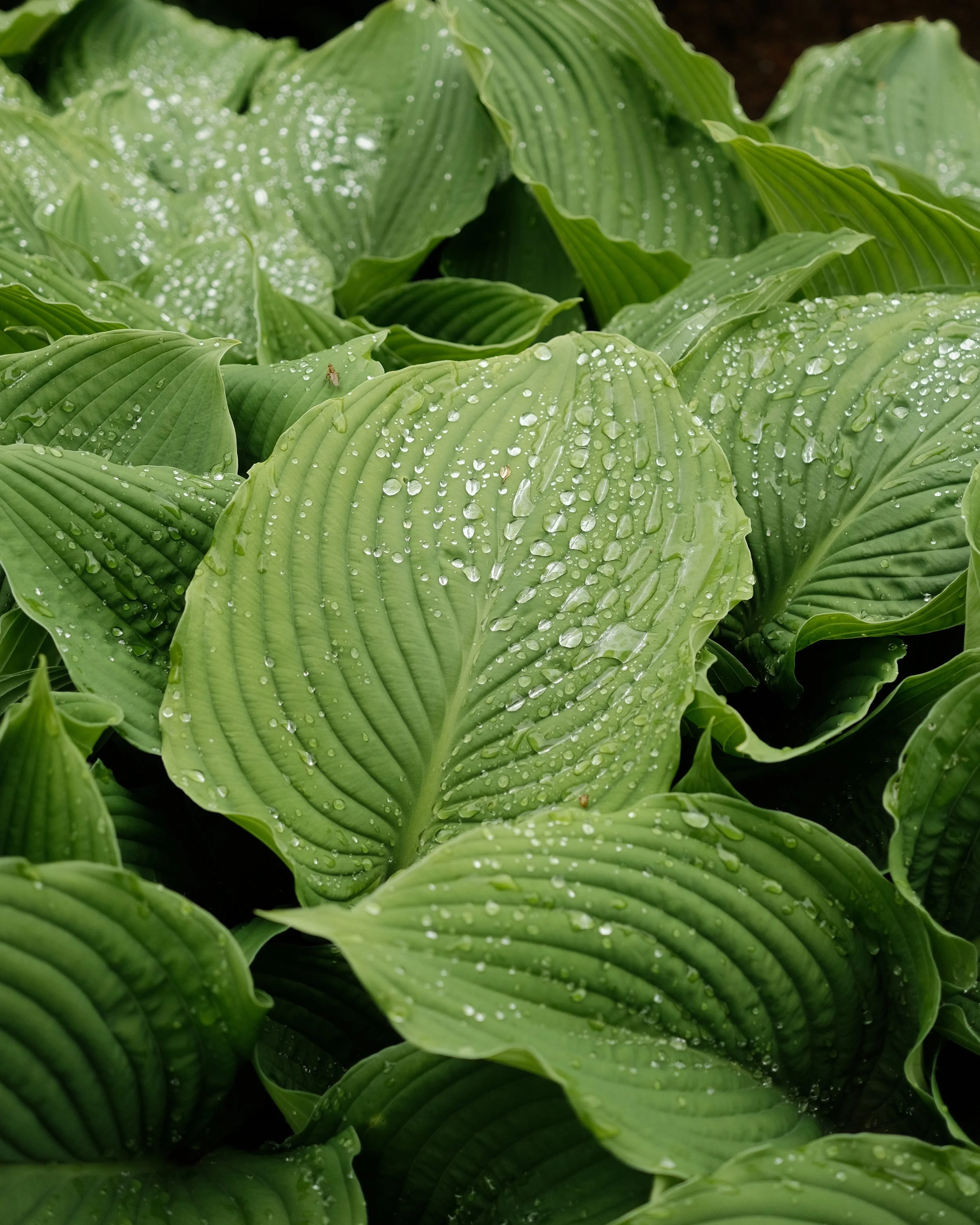 FORDE MAY 2025-6.jpg