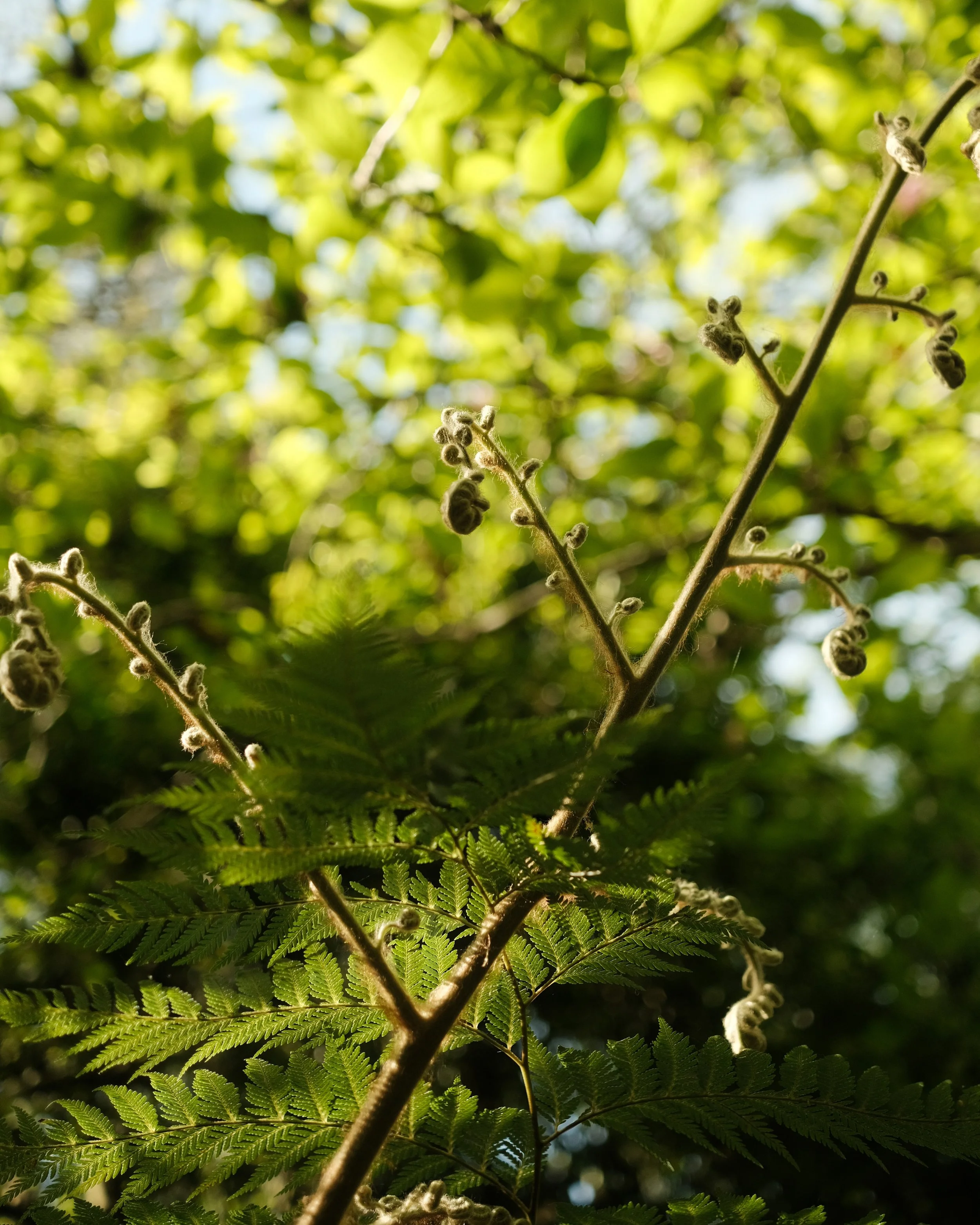abbotsbury-09.jpg