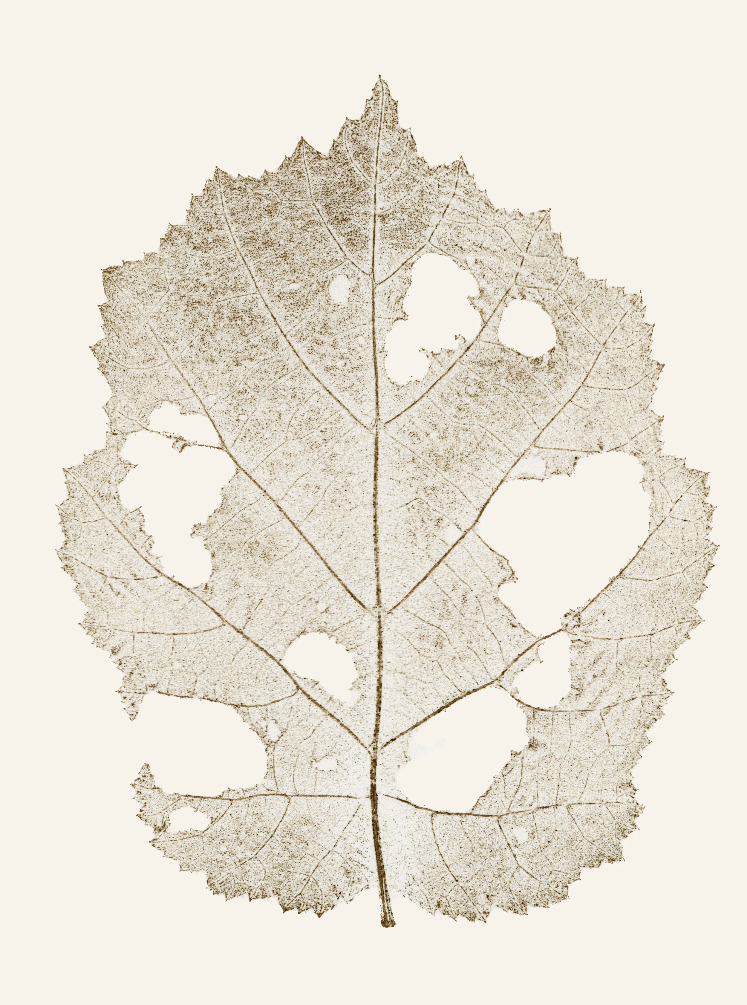A monoprinted impression of a hazel leaf by Rebecka Wolfe / Wolfe Horticultural