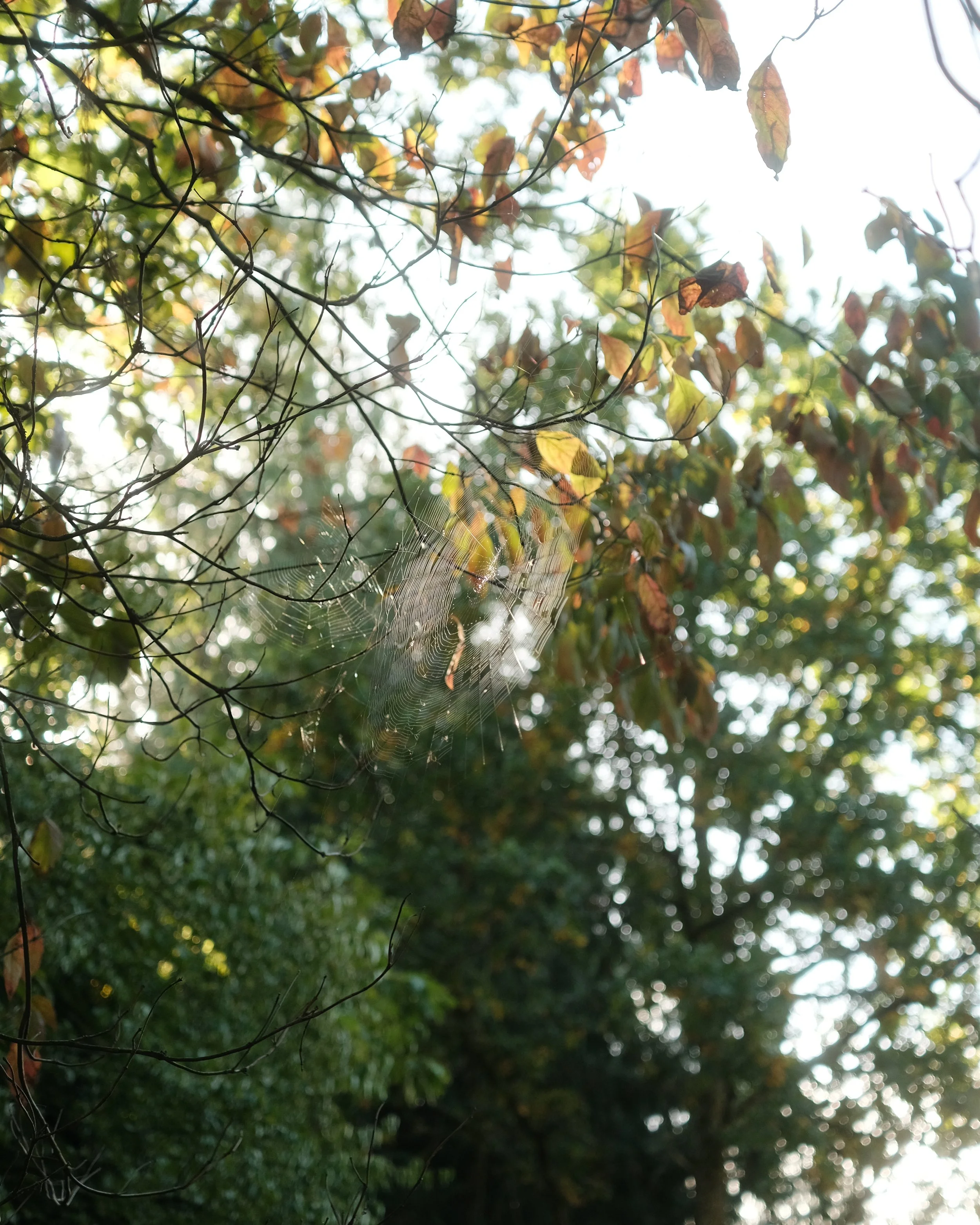 FORDE OCT 2025-2.jpg