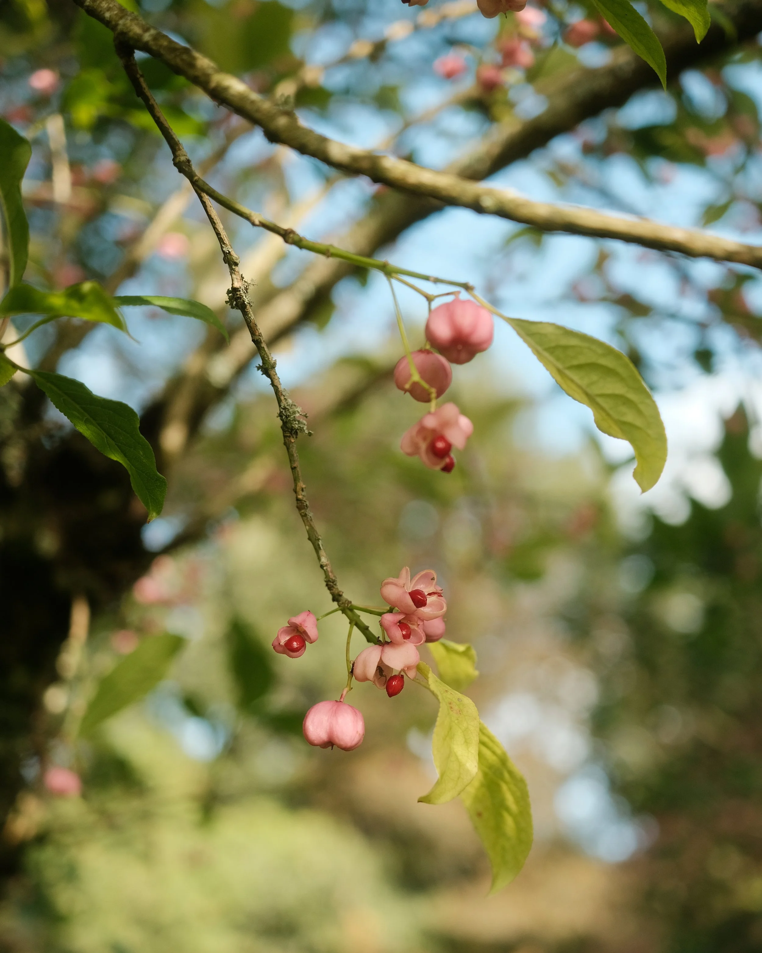 FORDE OCT 2025-3.jpg