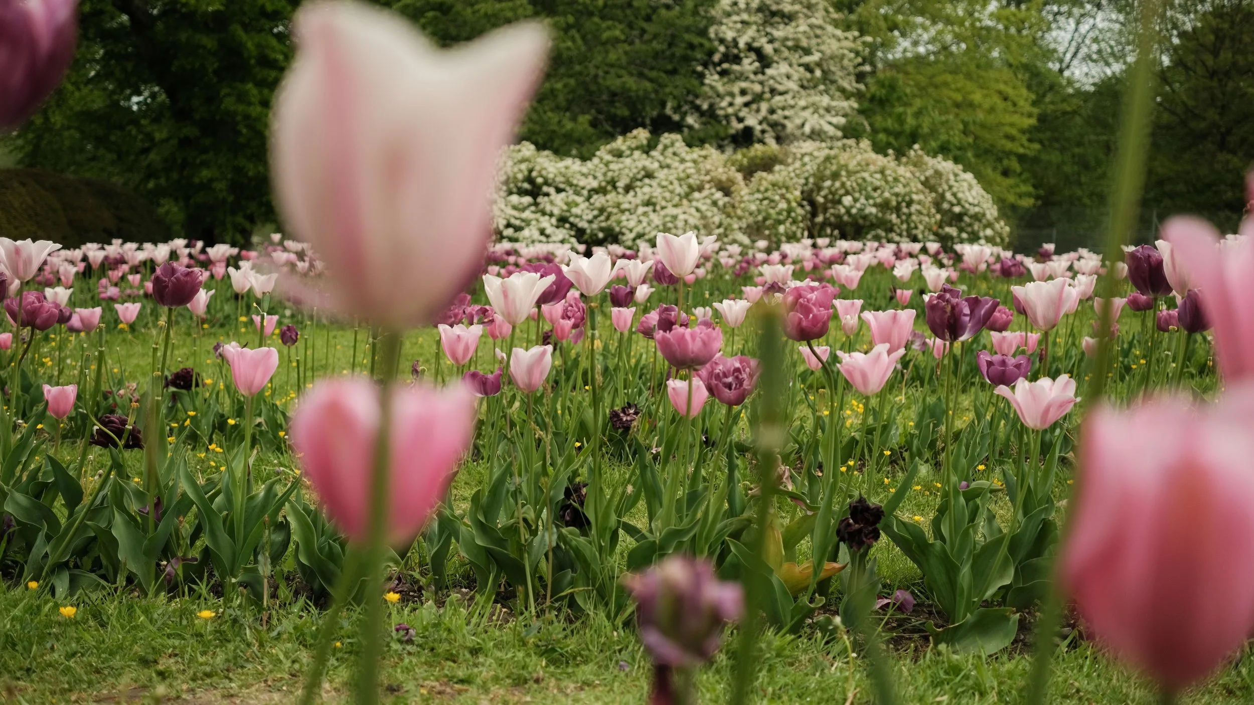 FORDE MAY 2025-17.jpg