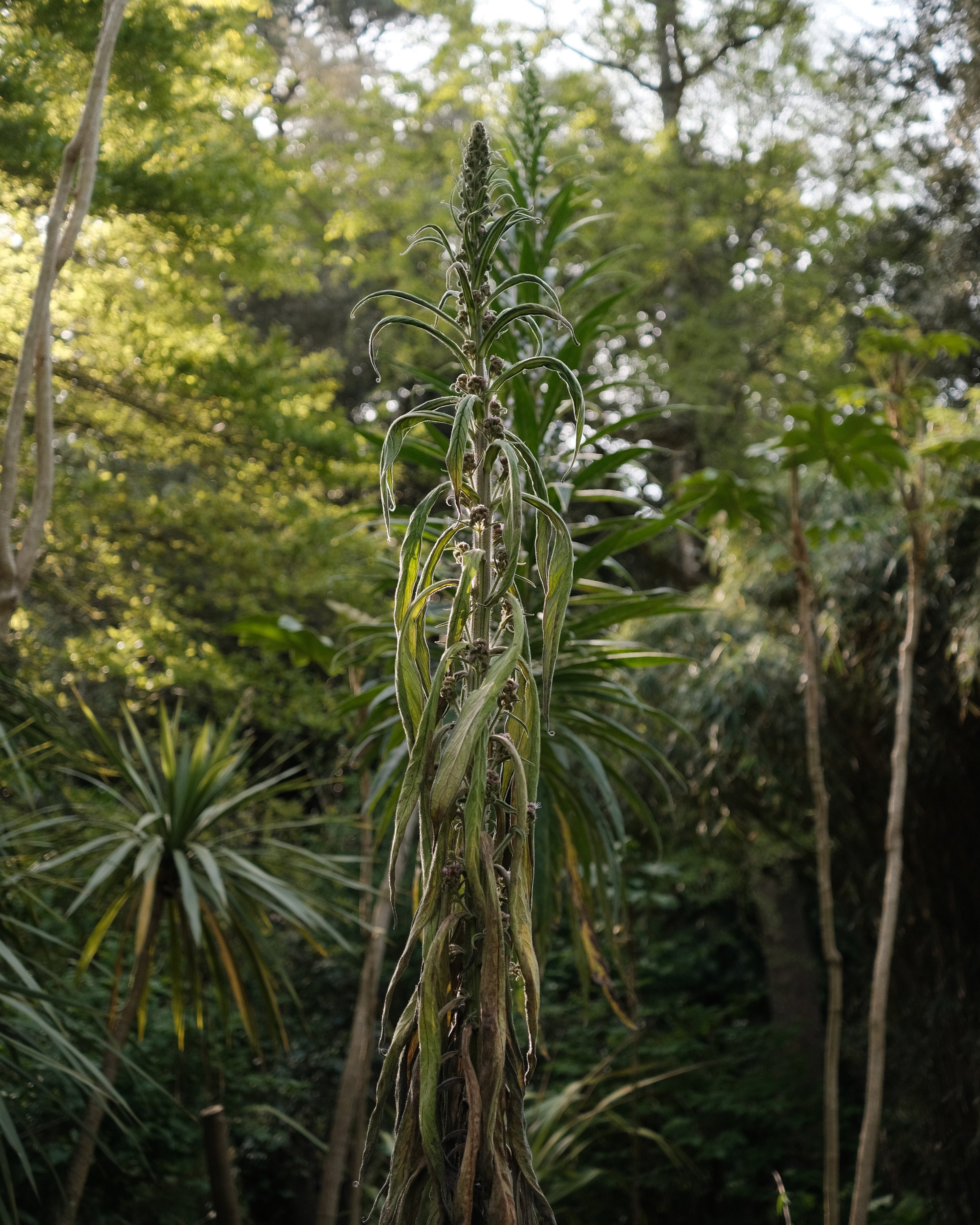 abbotsbury-07.jpg