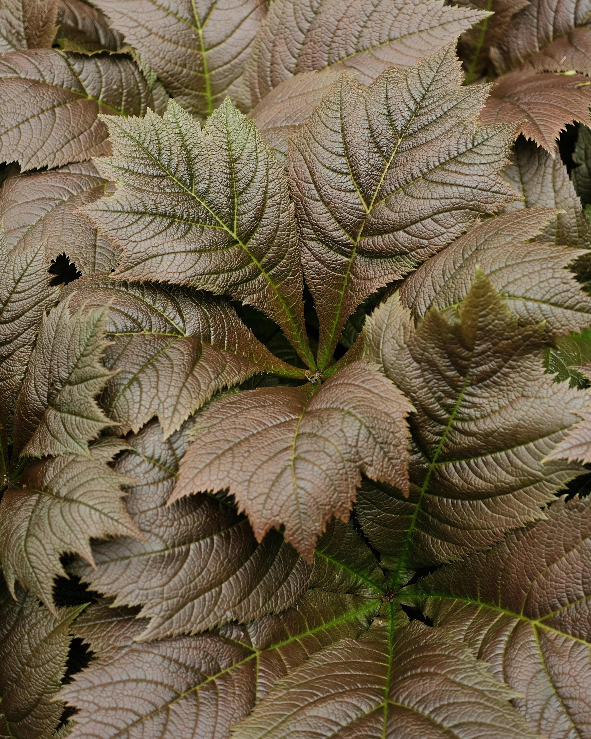 FORDE MAY 2025-8.jpg