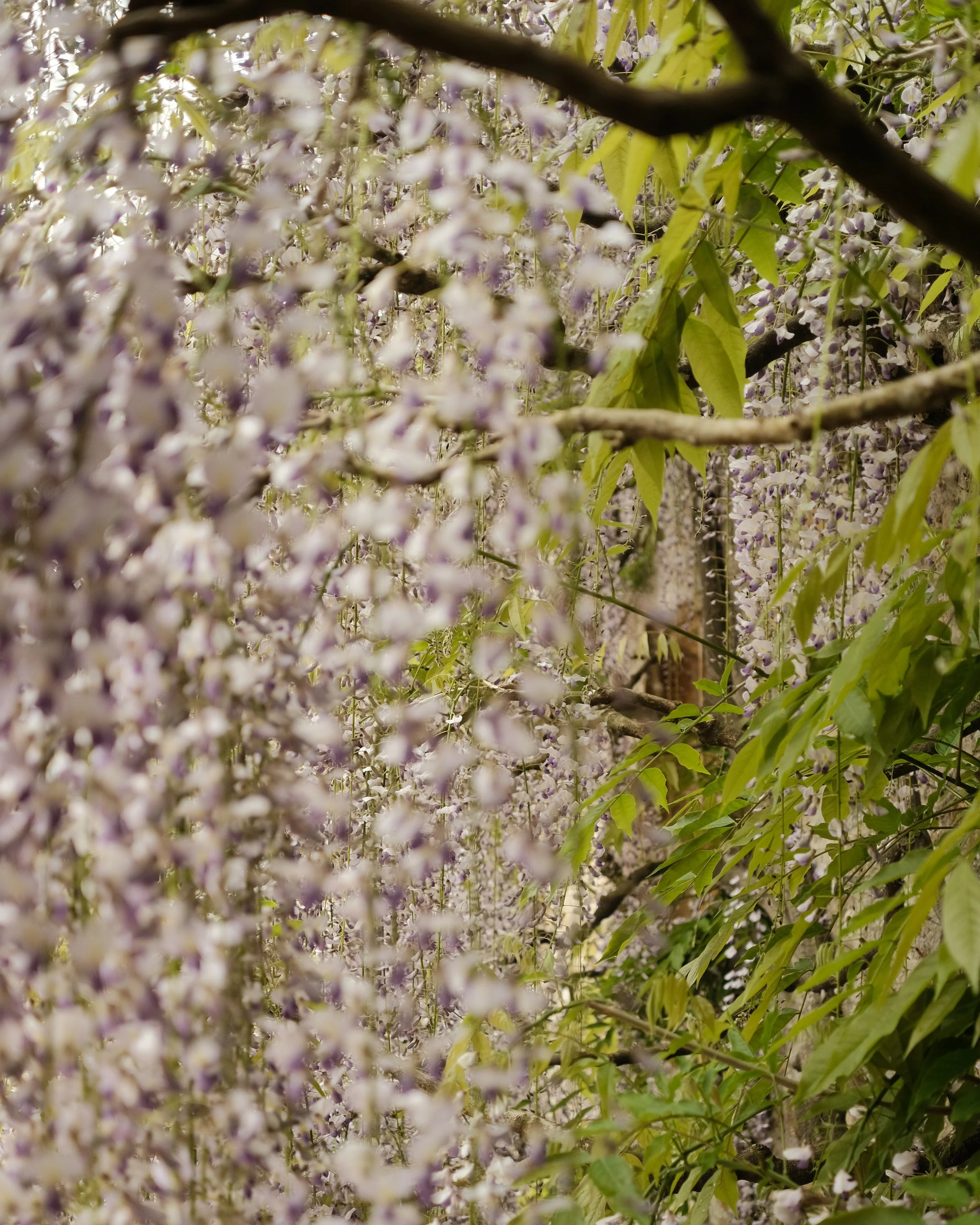 FORDE MAY 2025-2.jpg